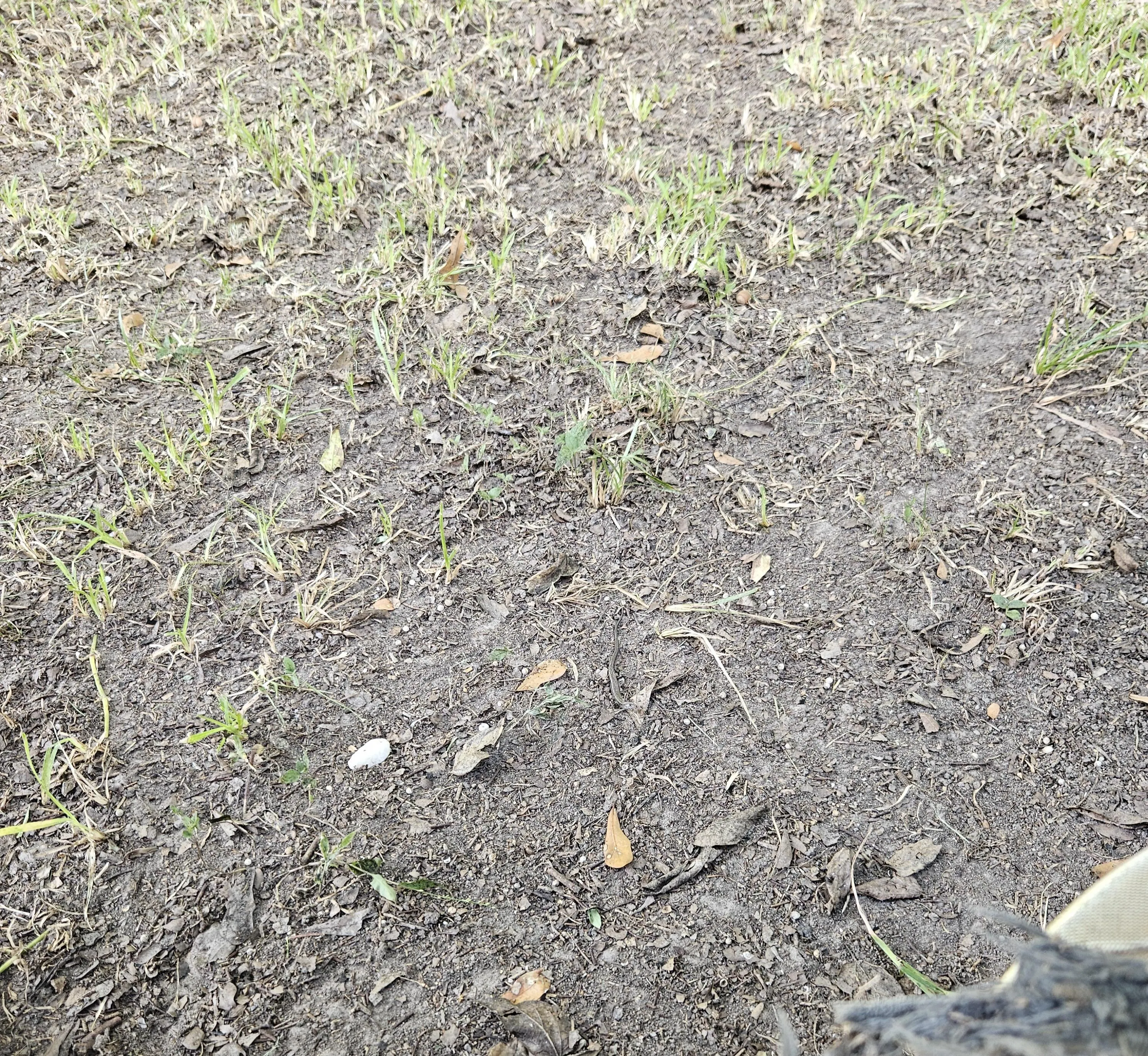 Find The Snake