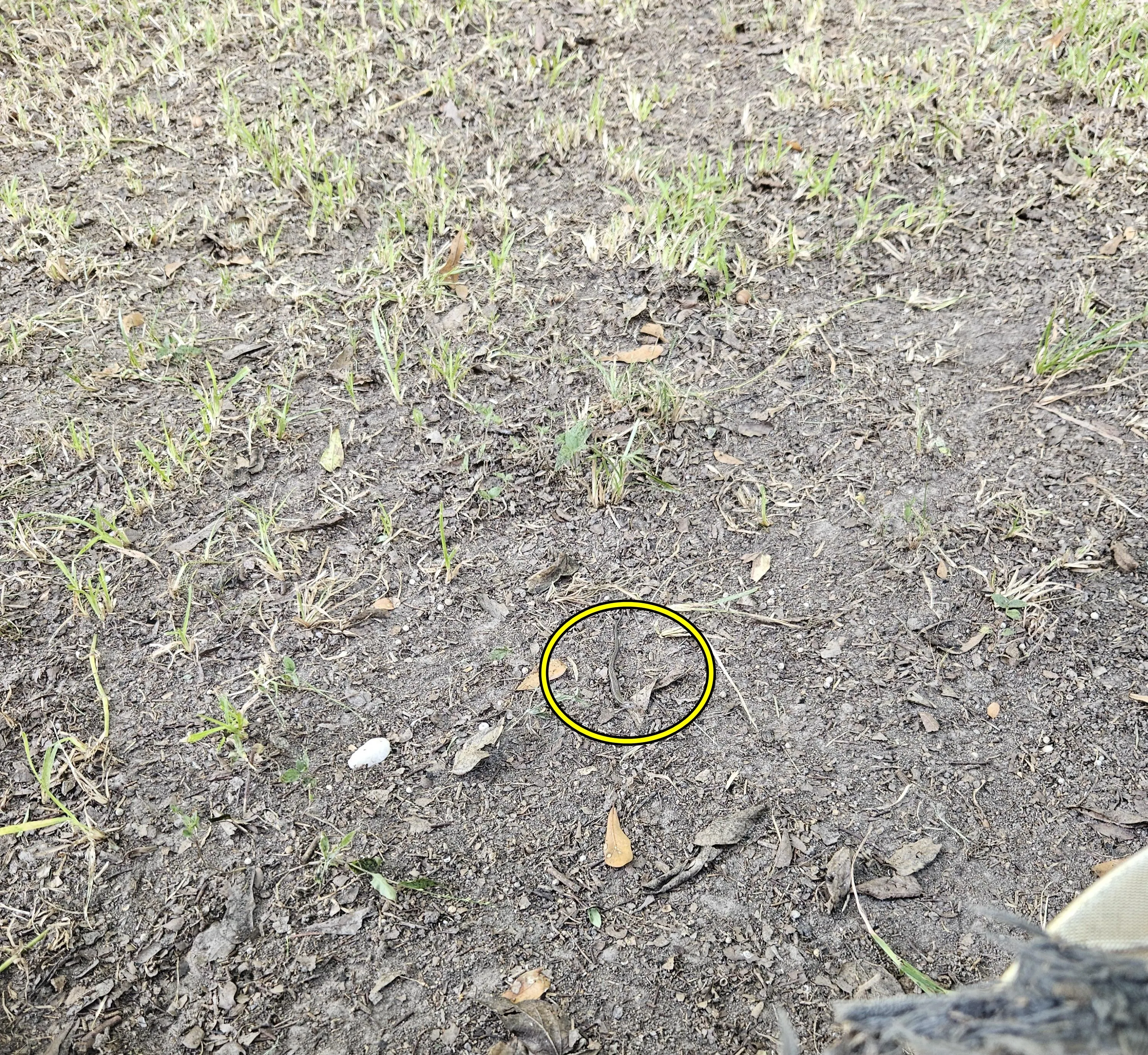 Find The Snake