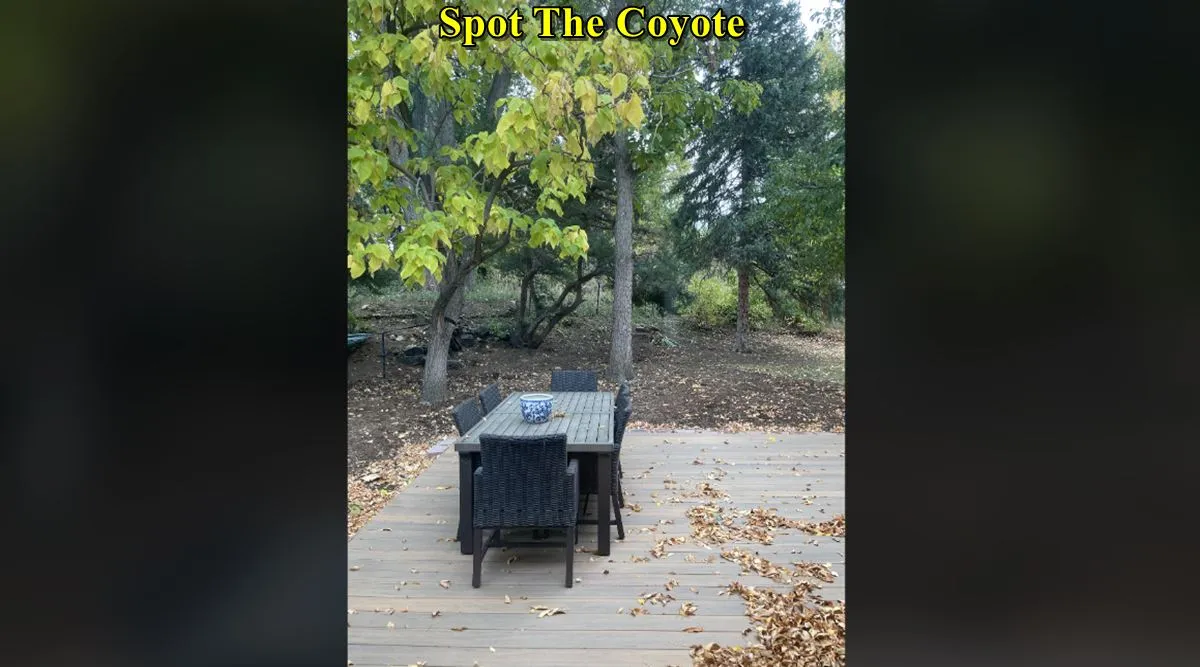 Coyote 1
