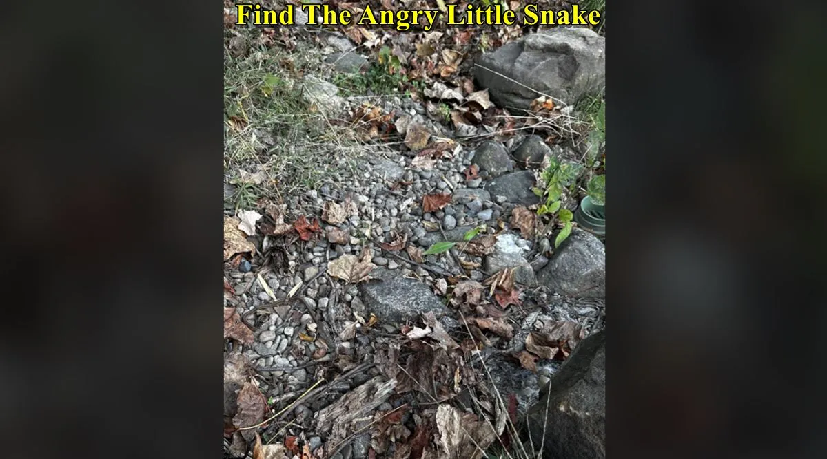Little Snake 