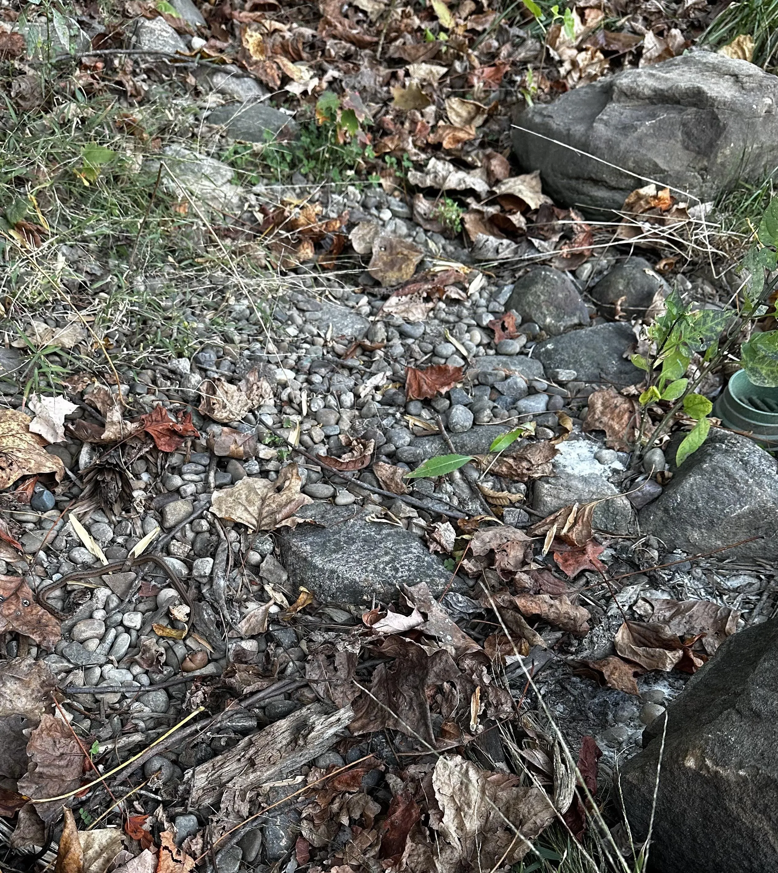 Little Snake 