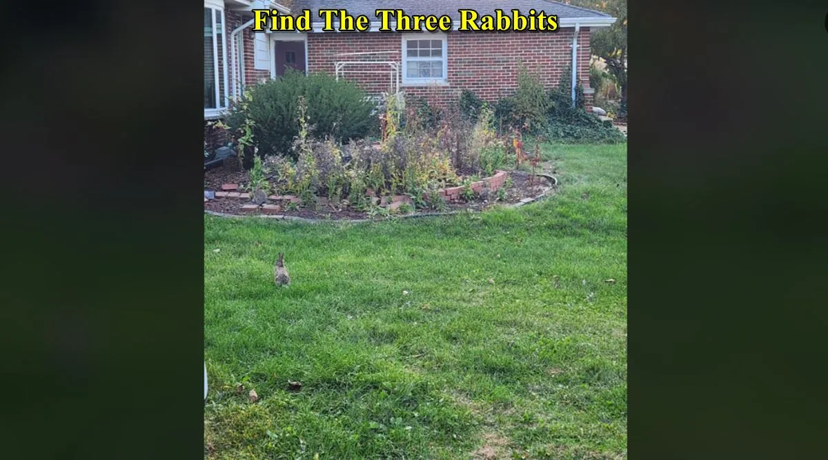 Three Rabbits