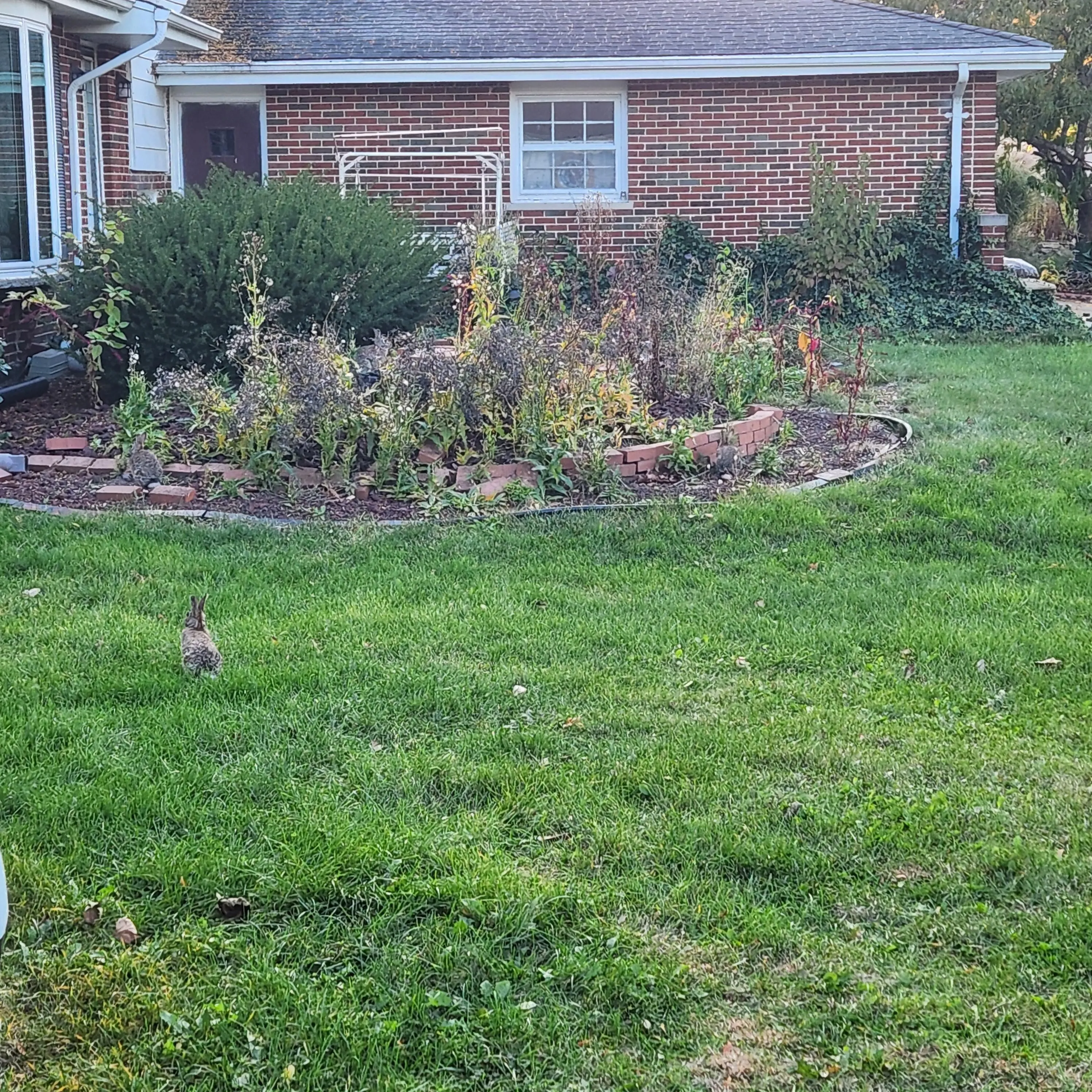 Three Rabbits