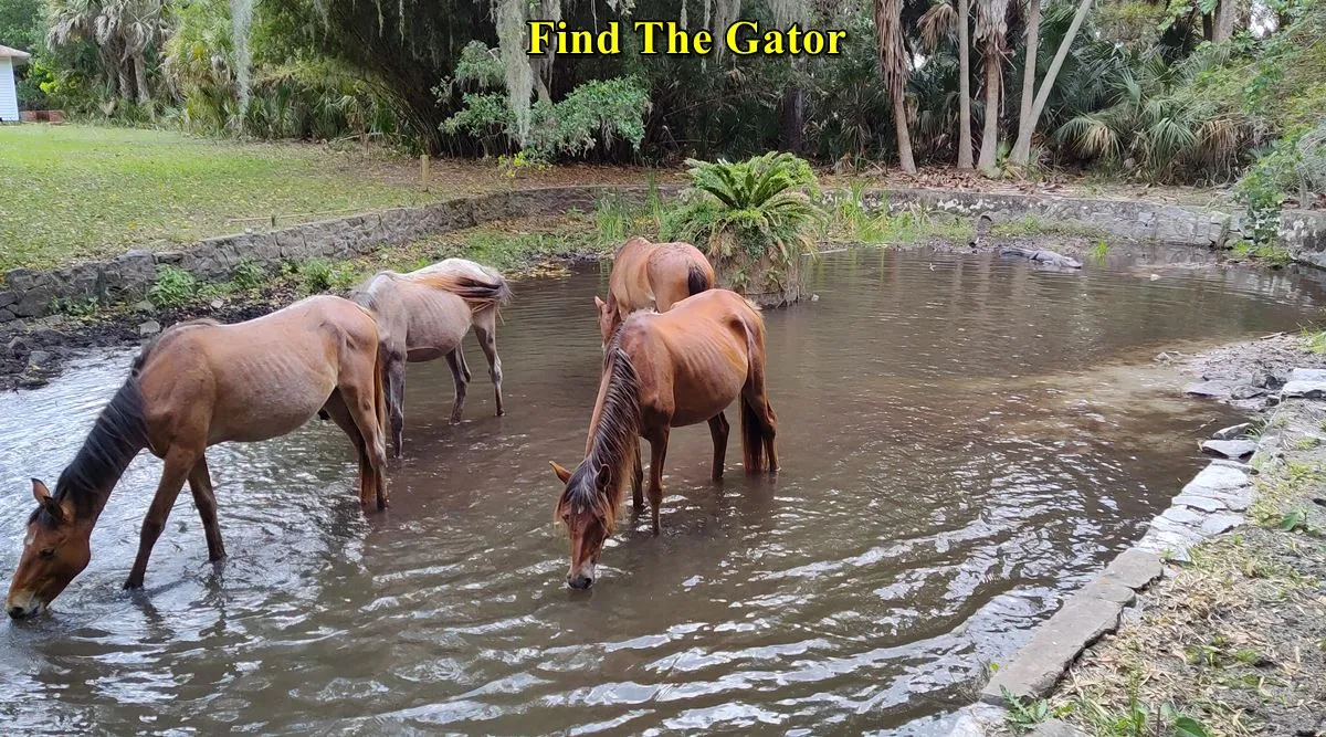 Gator 
