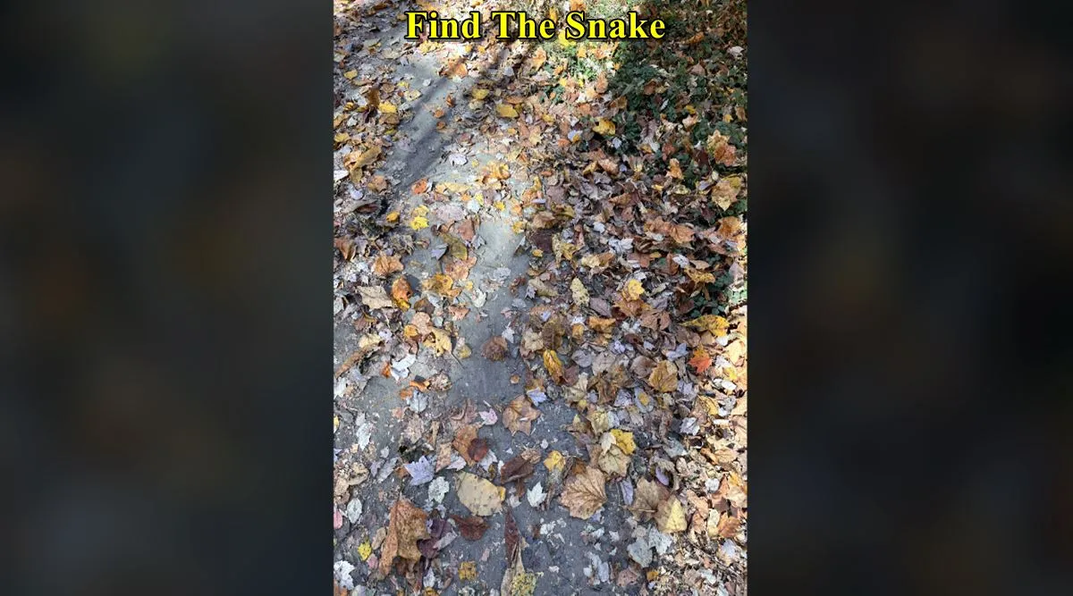 snake