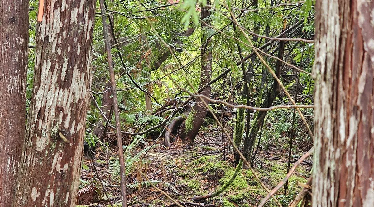 deer 1