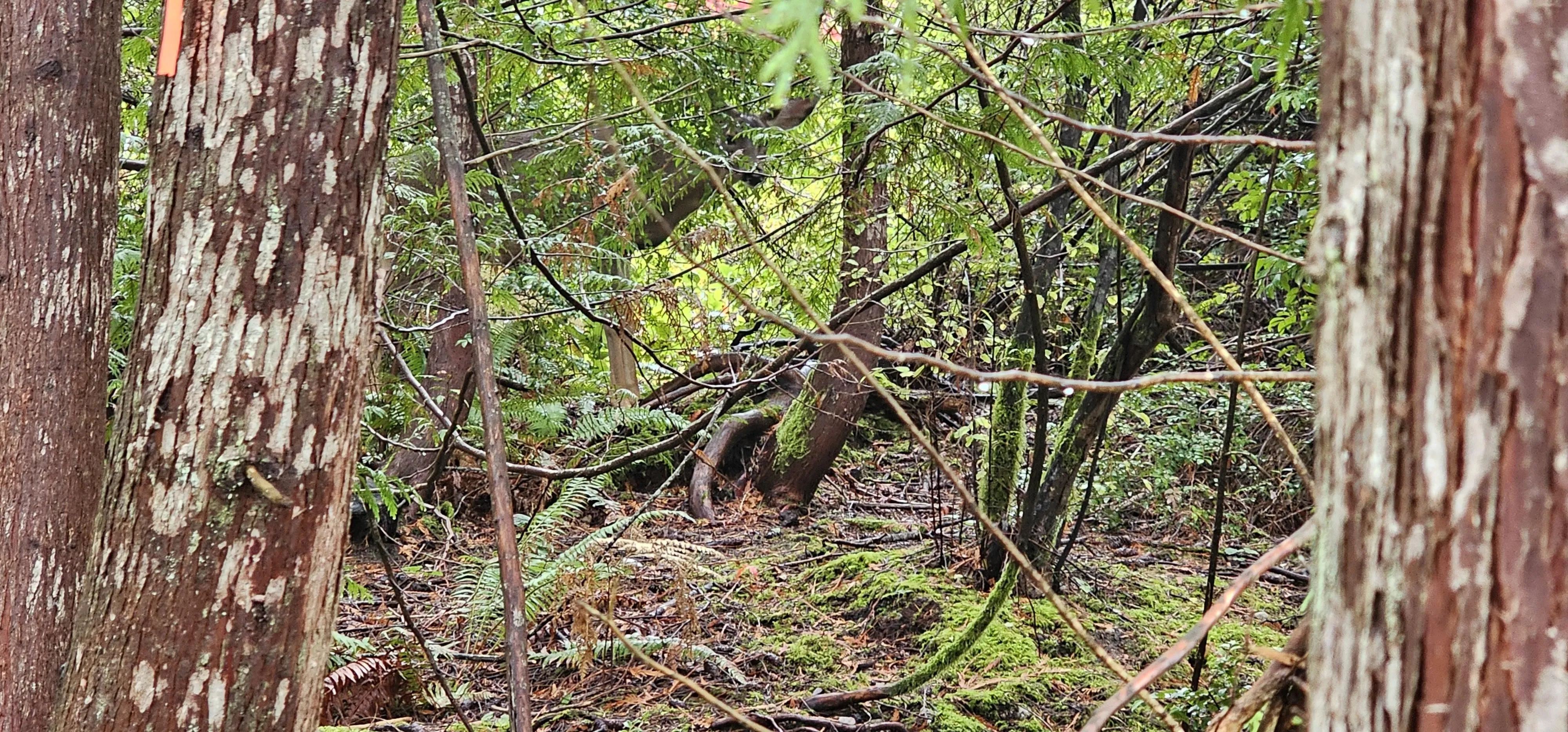 deer 2
