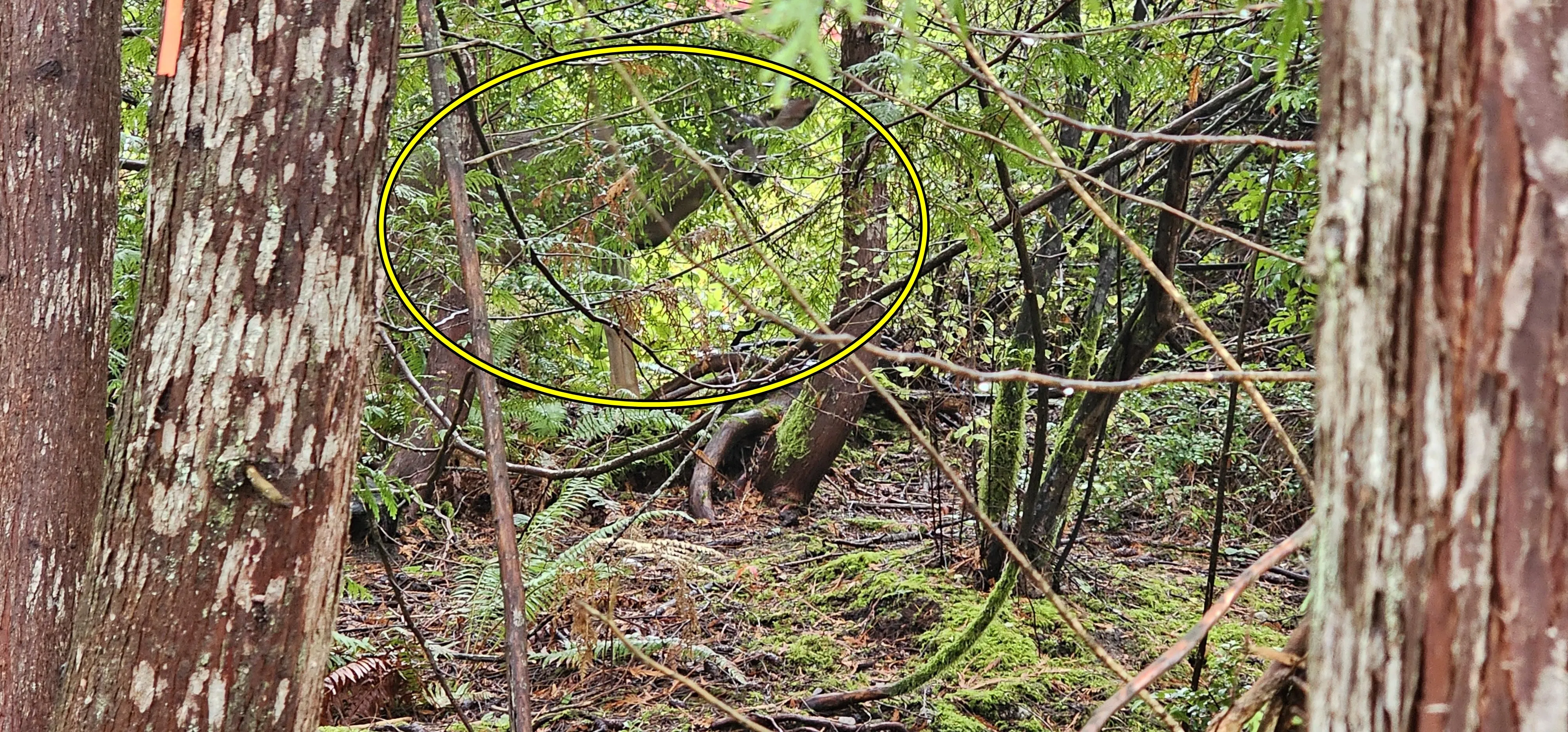 deer 3