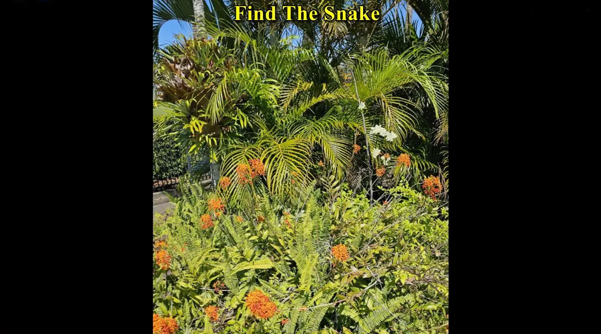 find the snake where