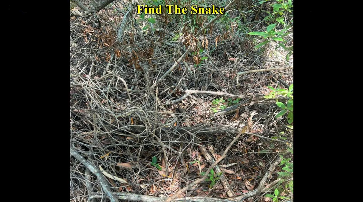 Find snake sticks 1