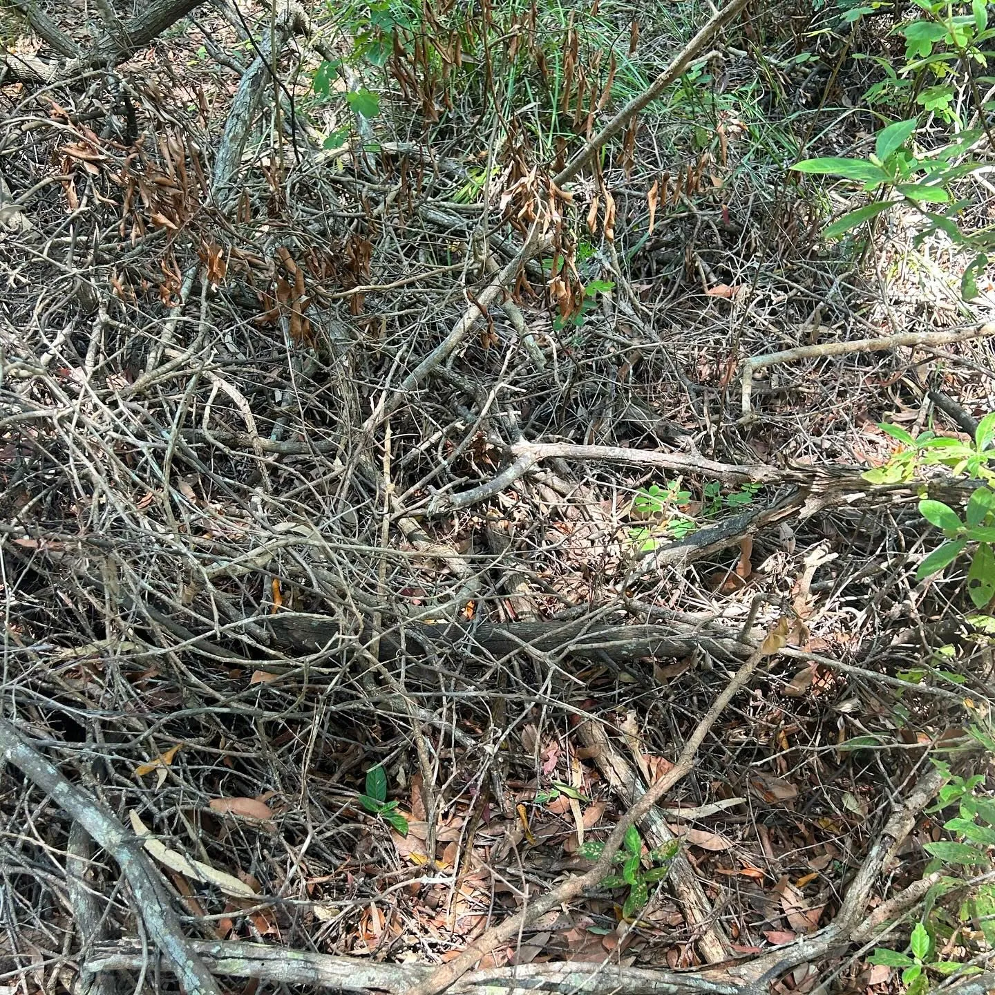 find Snake sticks
