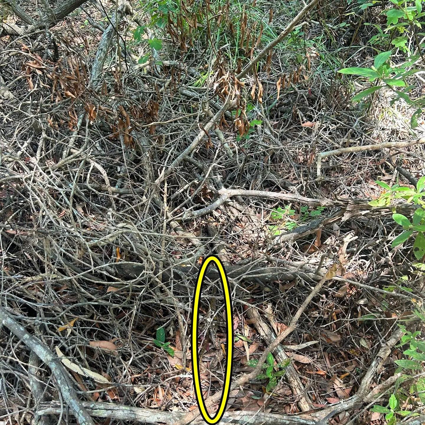 find Snake sticks