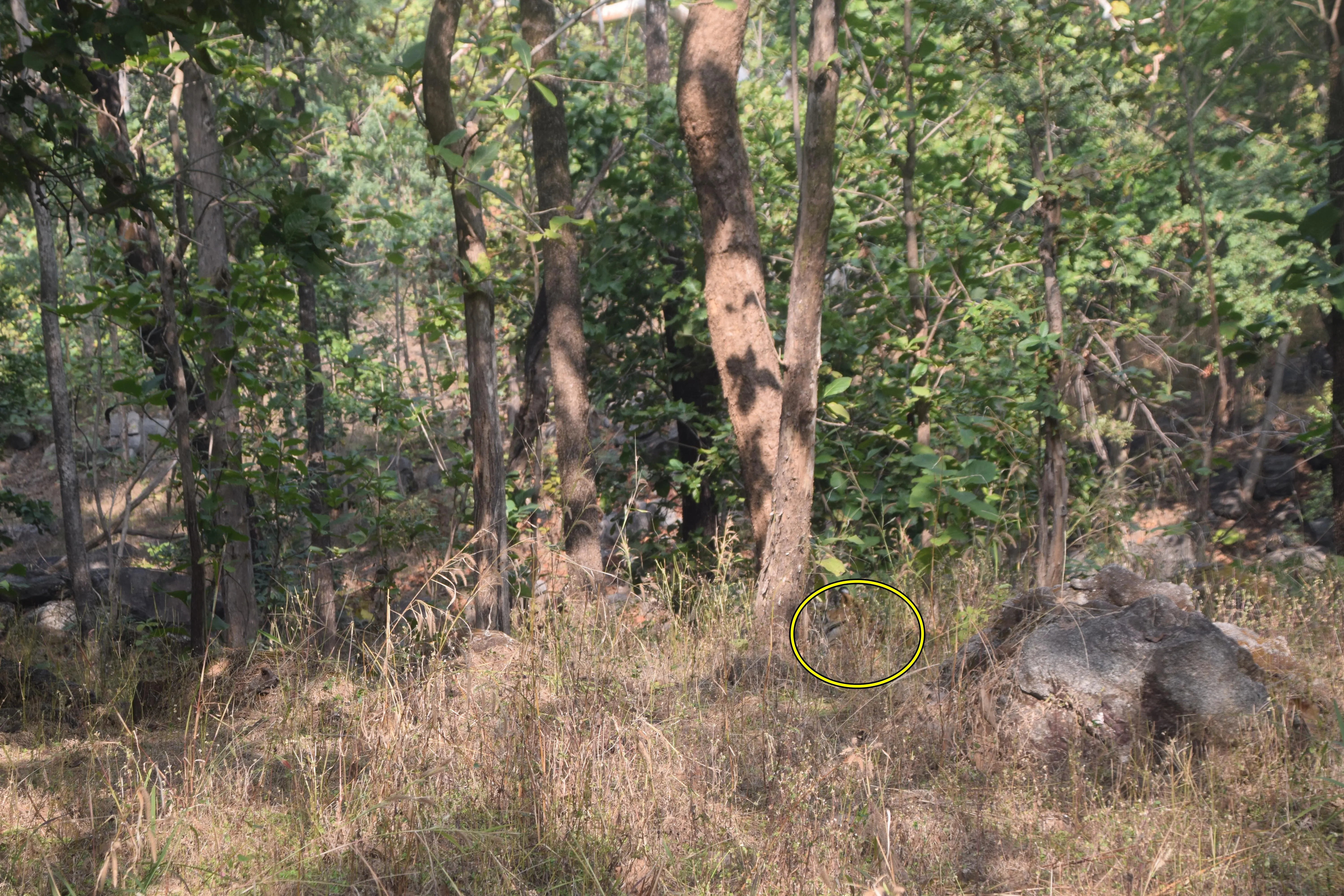 Spot The Tiger 