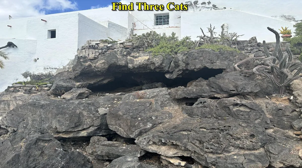 Three cats