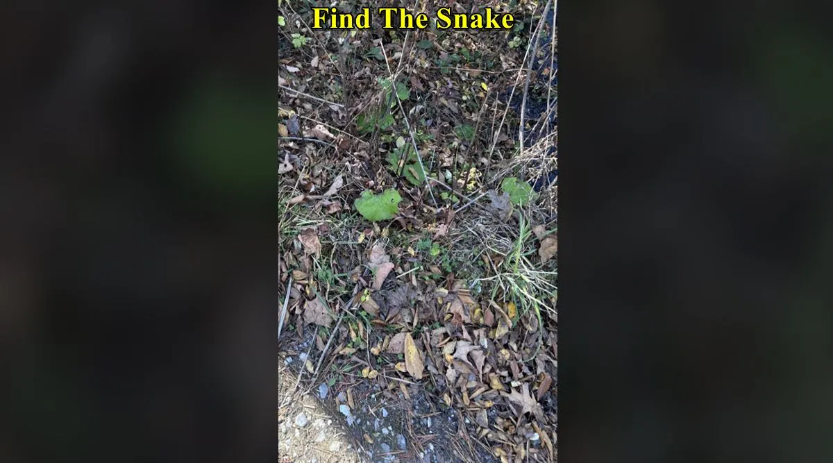 FT Snake 1