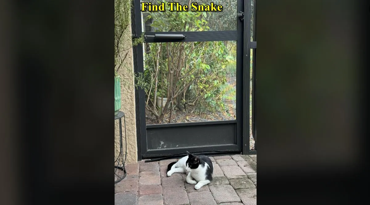 the snake