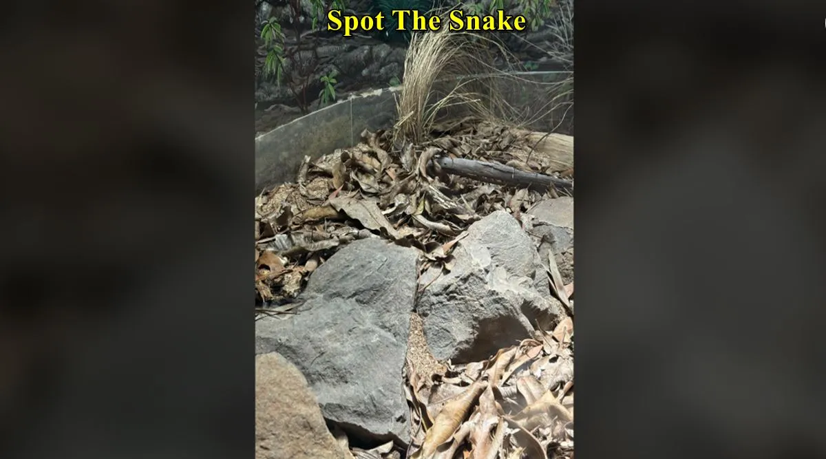 Snake FO1