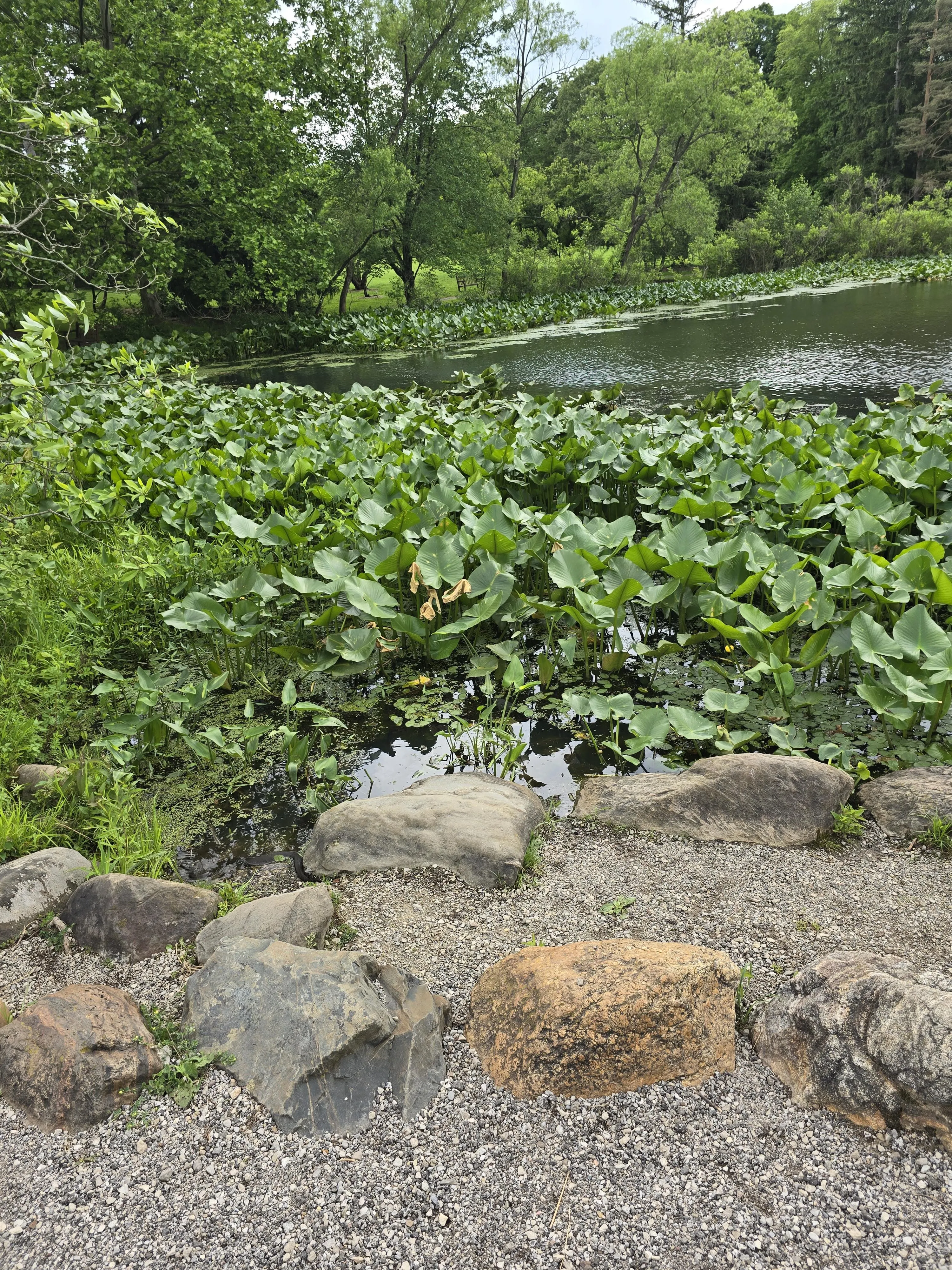 Snake pond