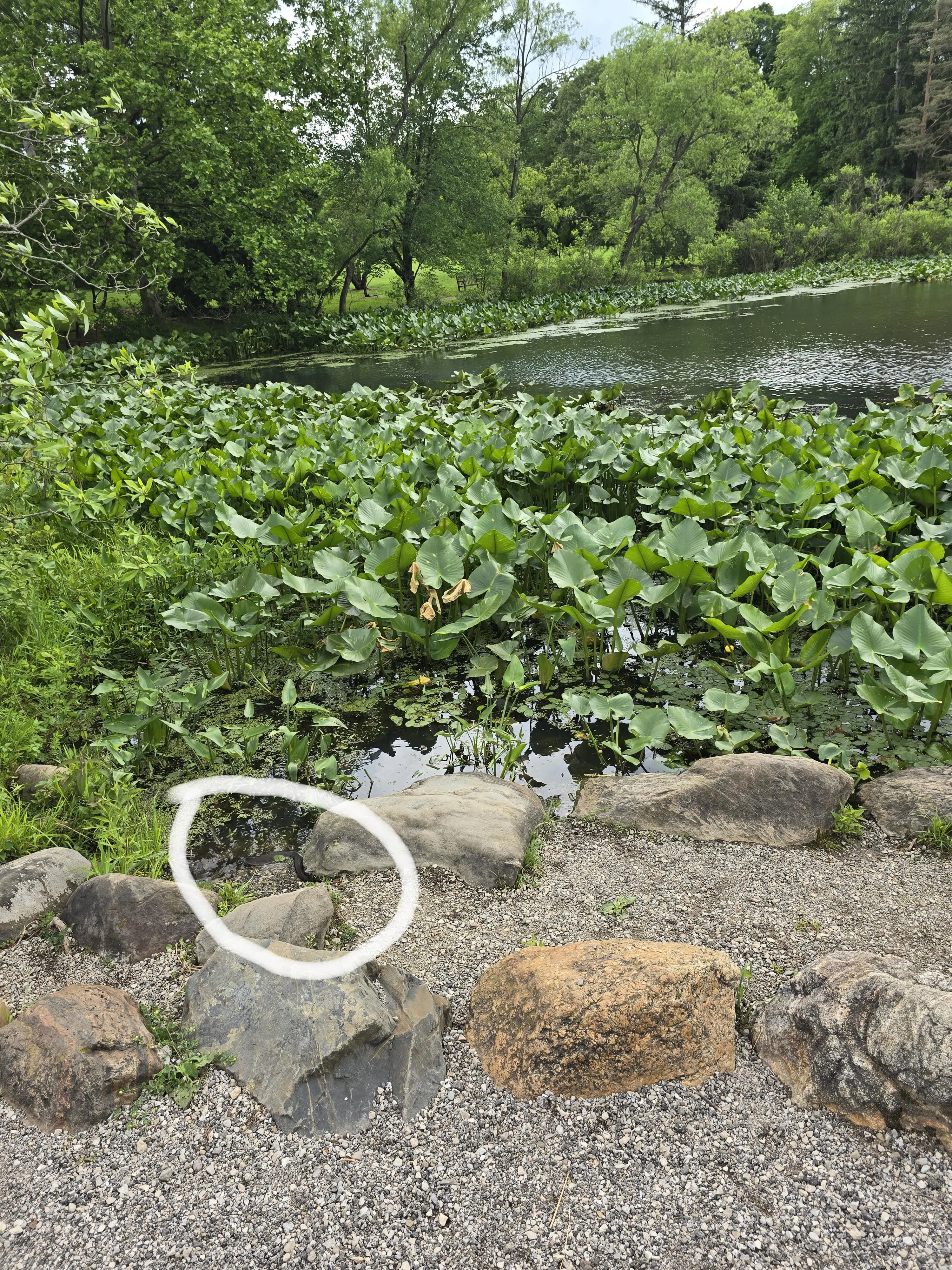 Snake pond