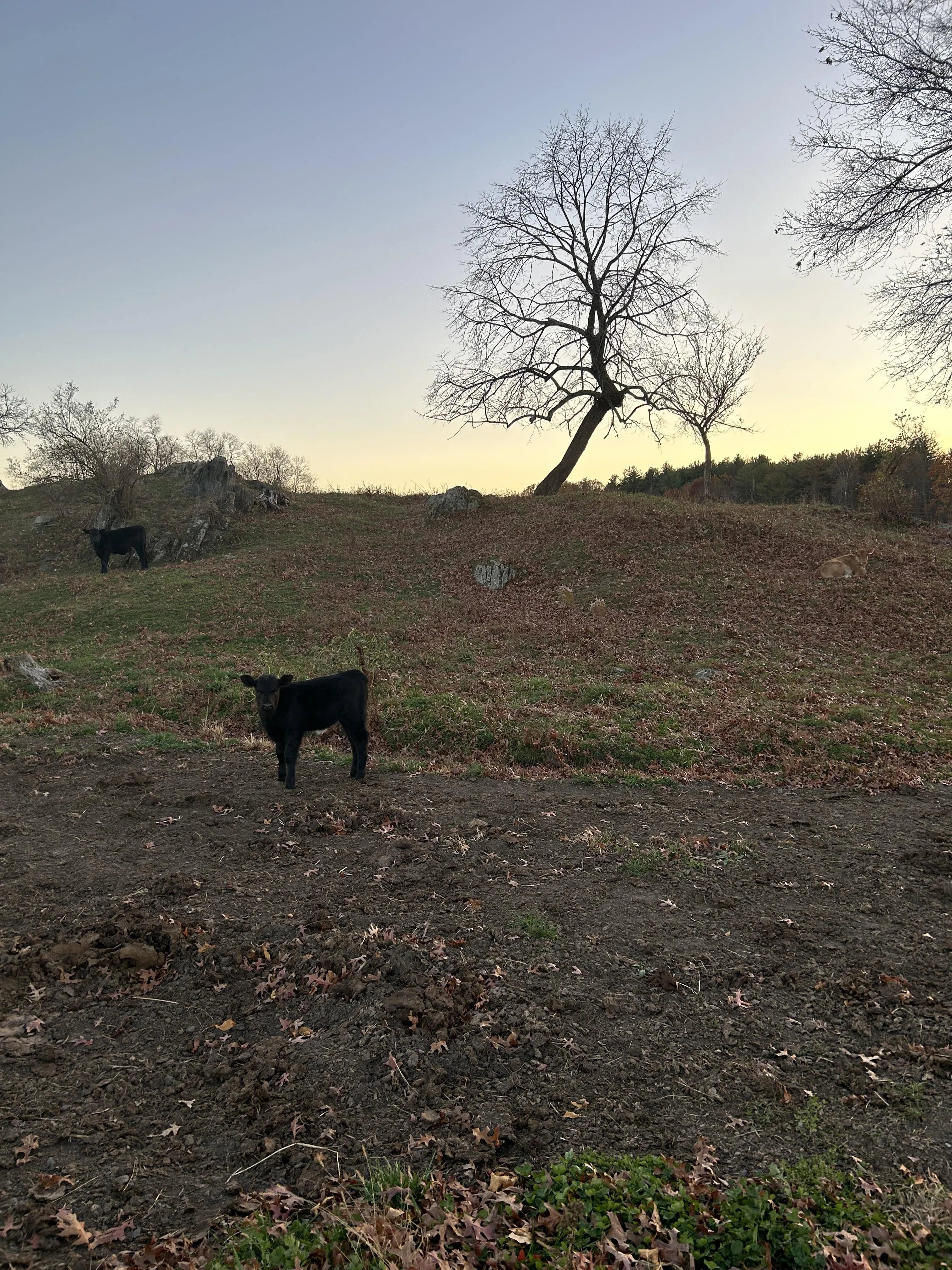 calf