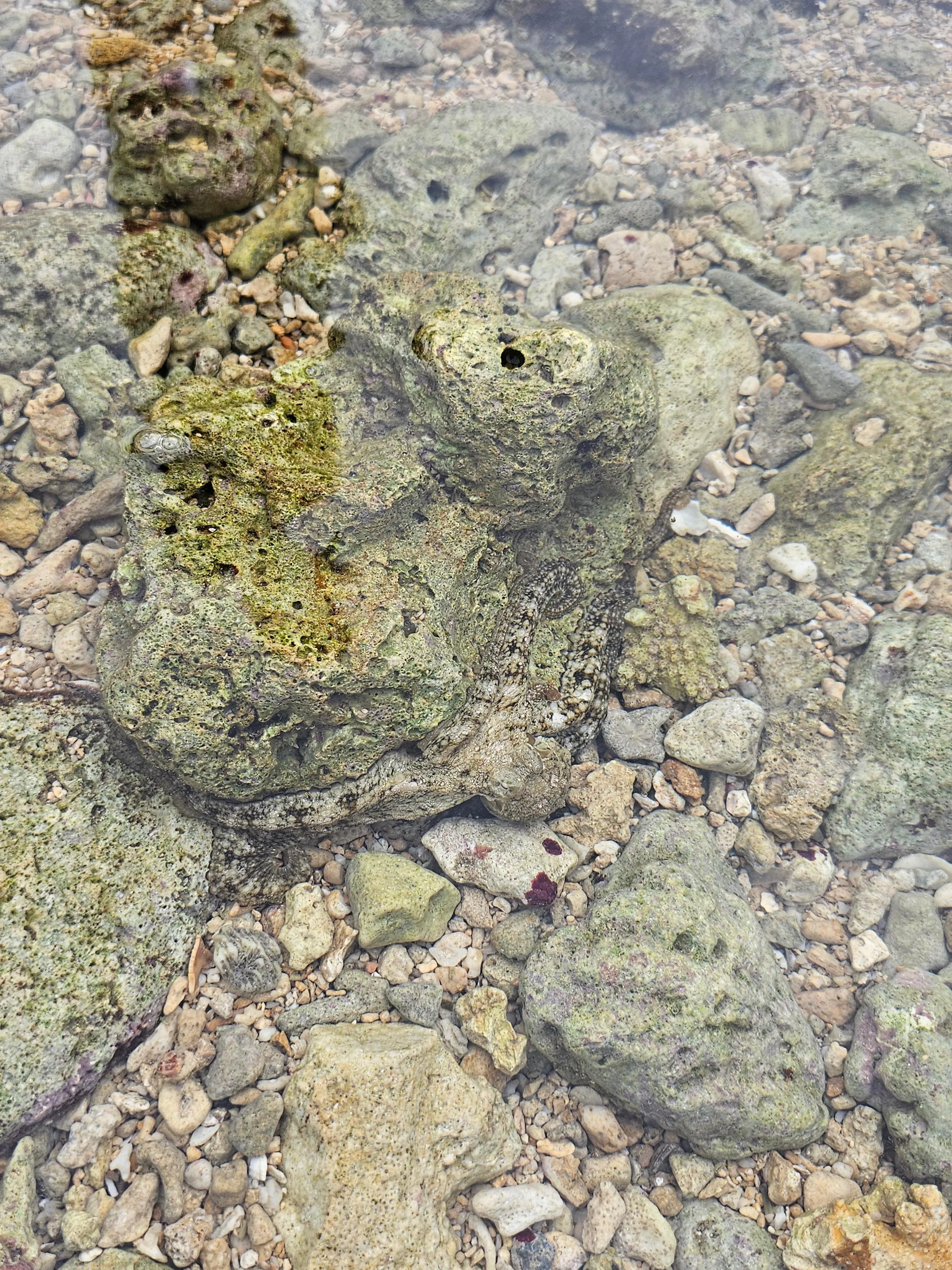 octobus