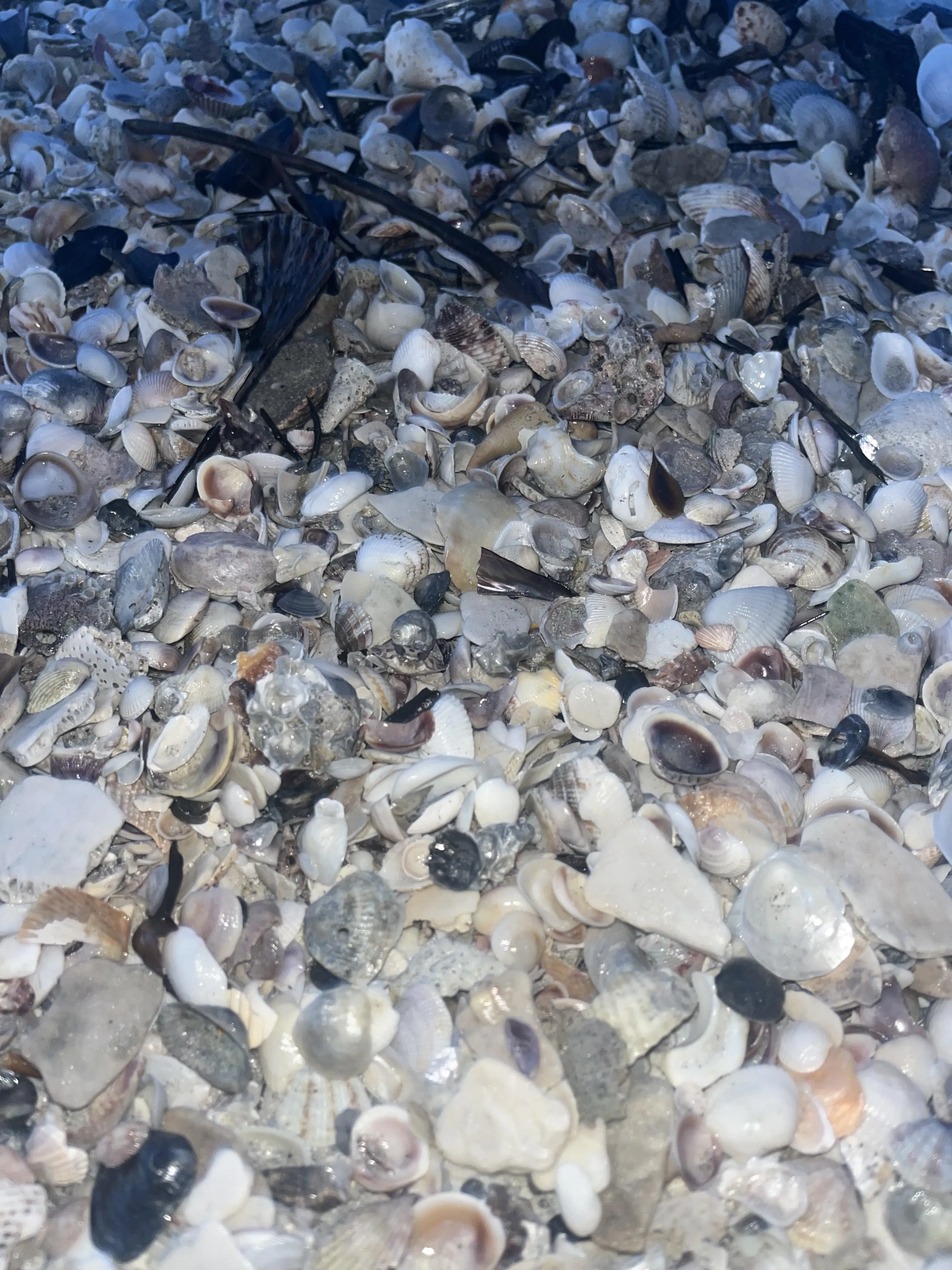 Find The Crab 