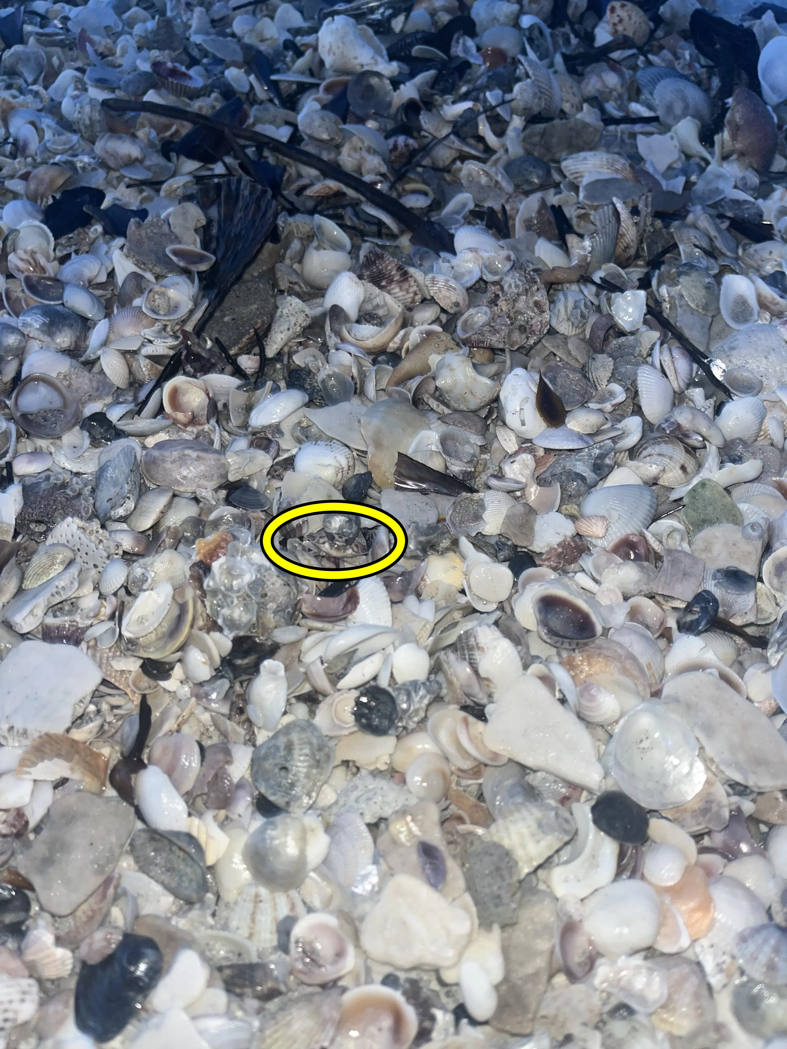 Find The Crab 