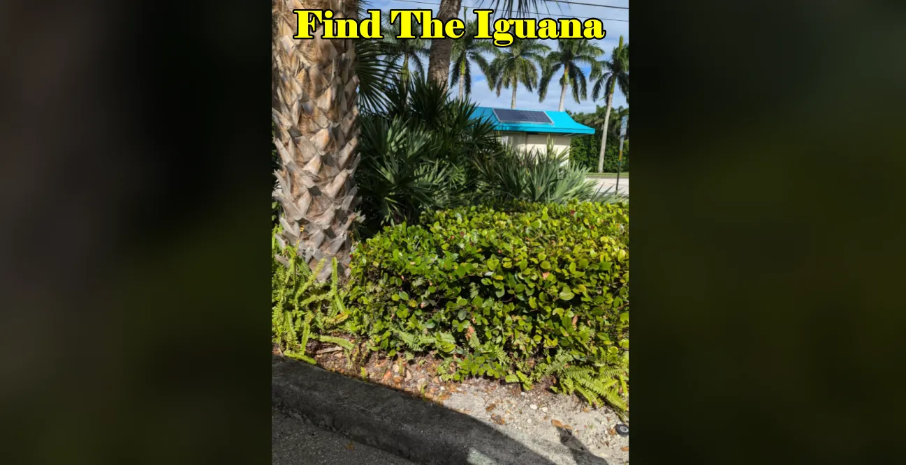 Find The Iguana