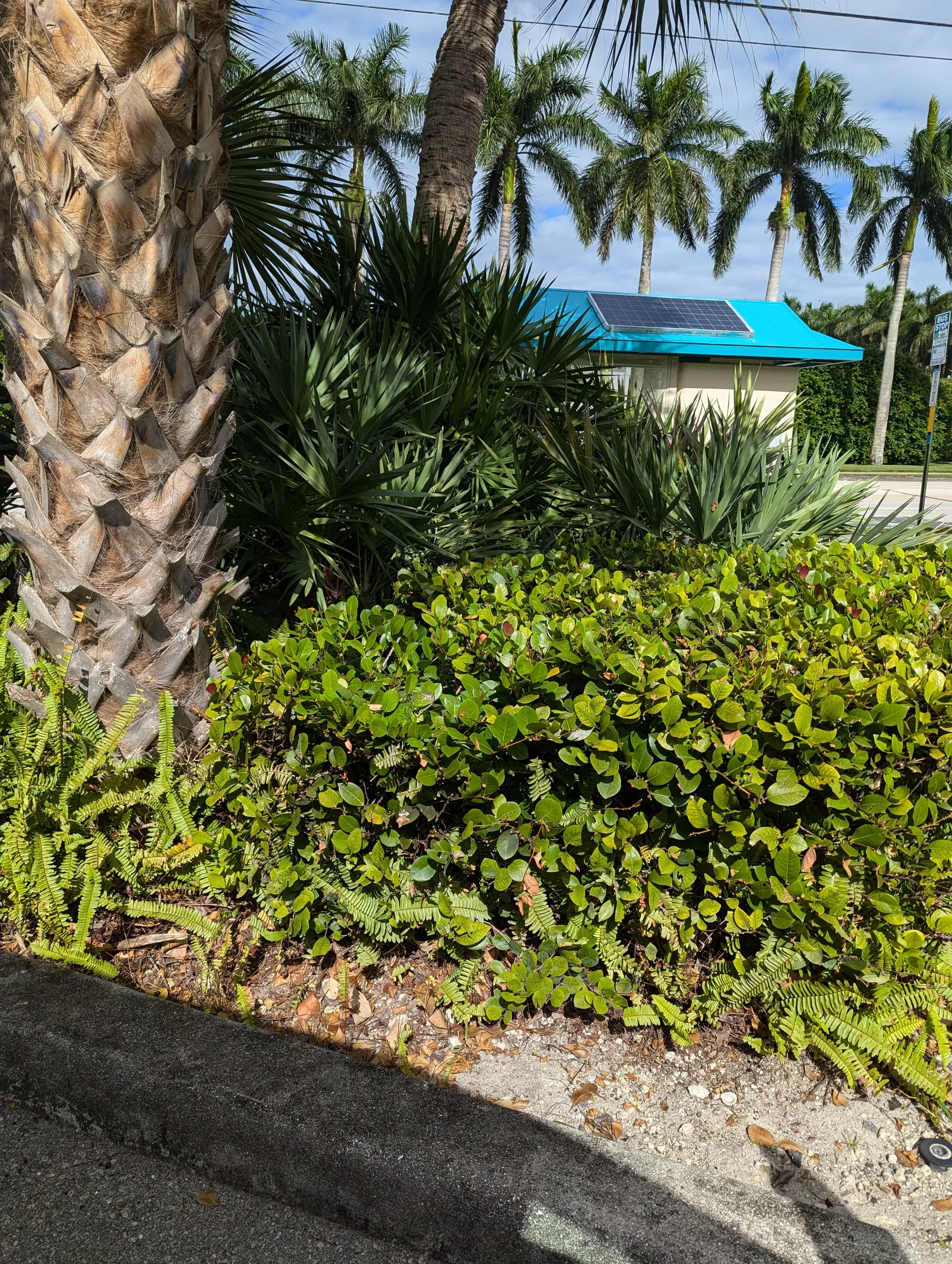 Find The Iguana