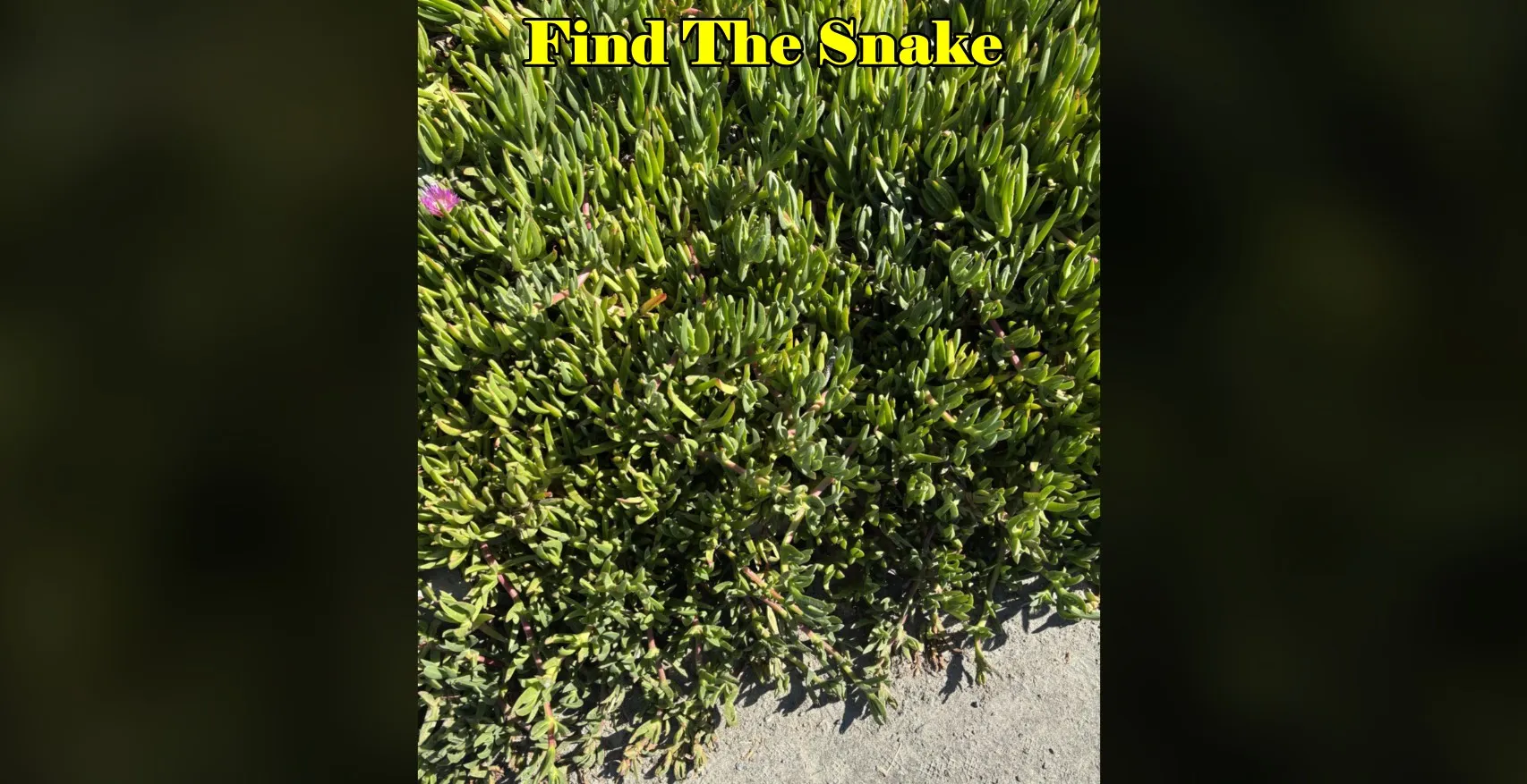 Find the snake in grass 