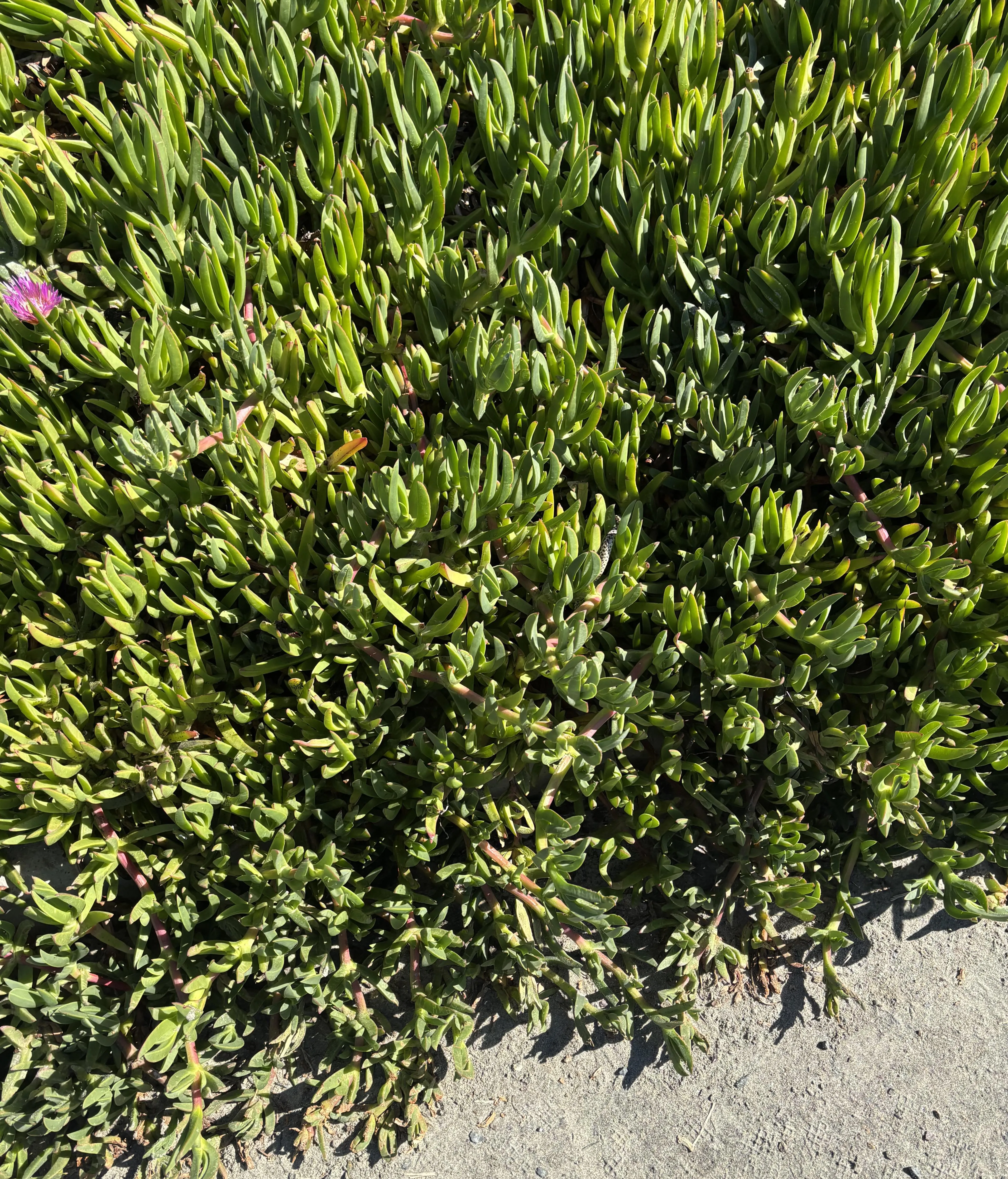 Find the snake in grass 