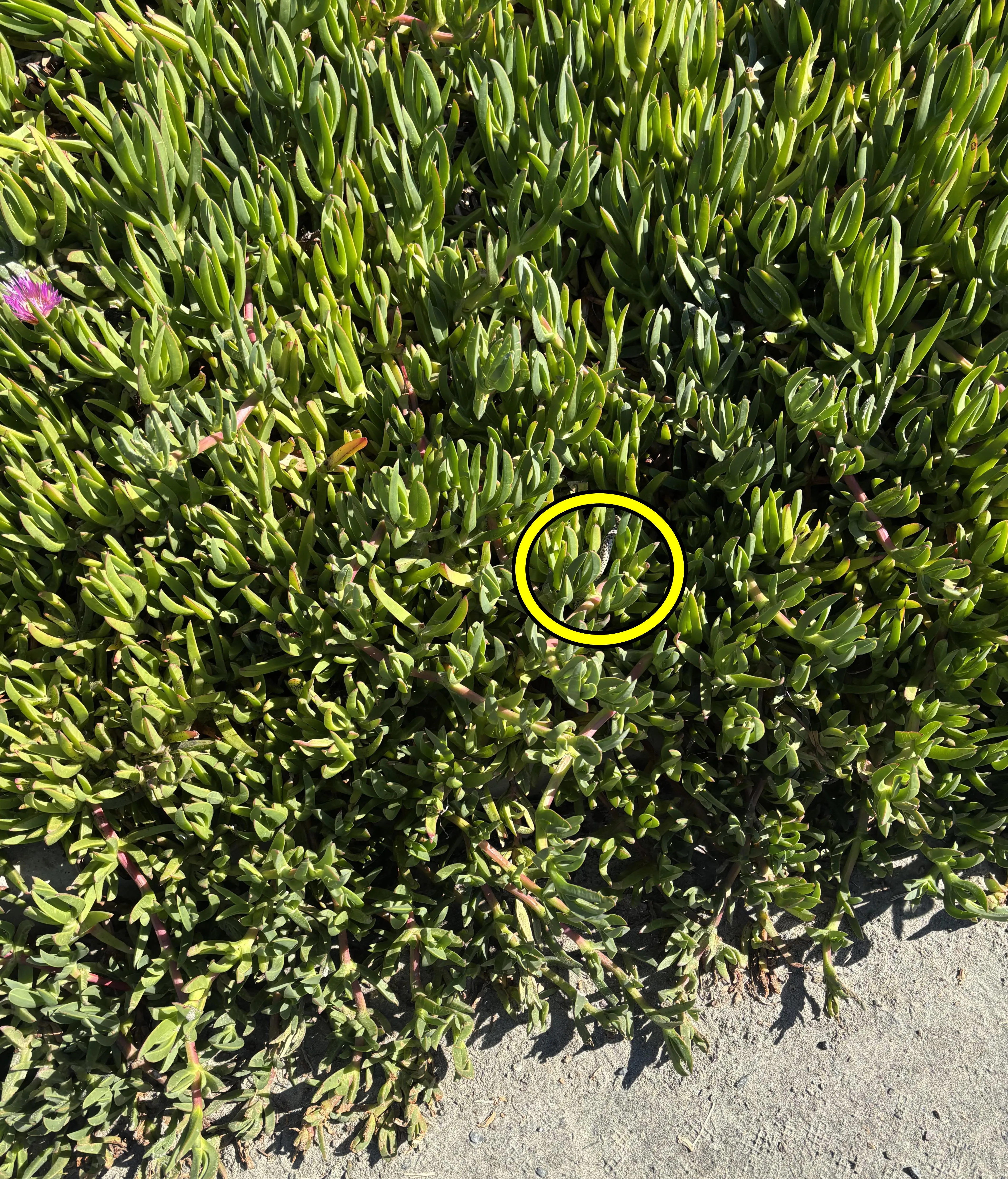 Find the snake in grass 