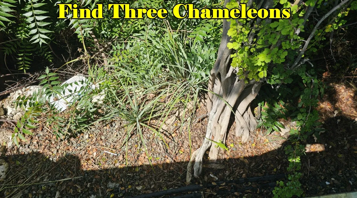 chameleons 