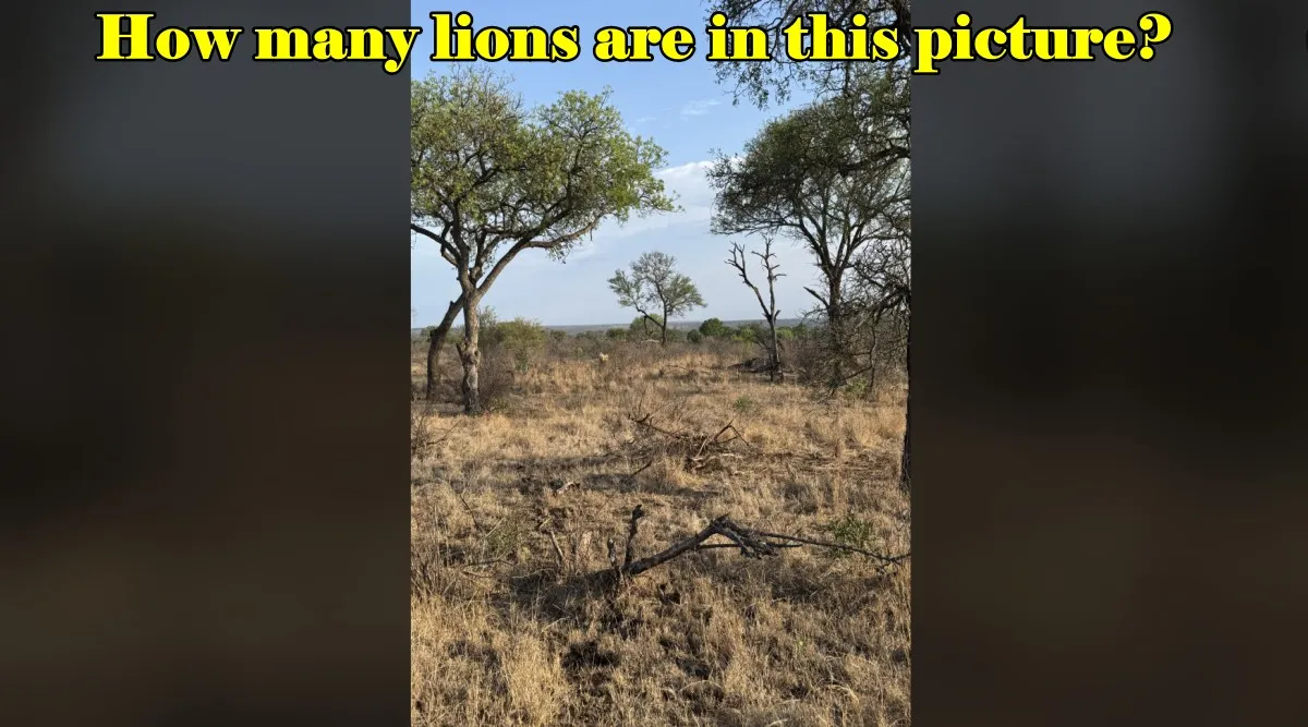 how many lions I