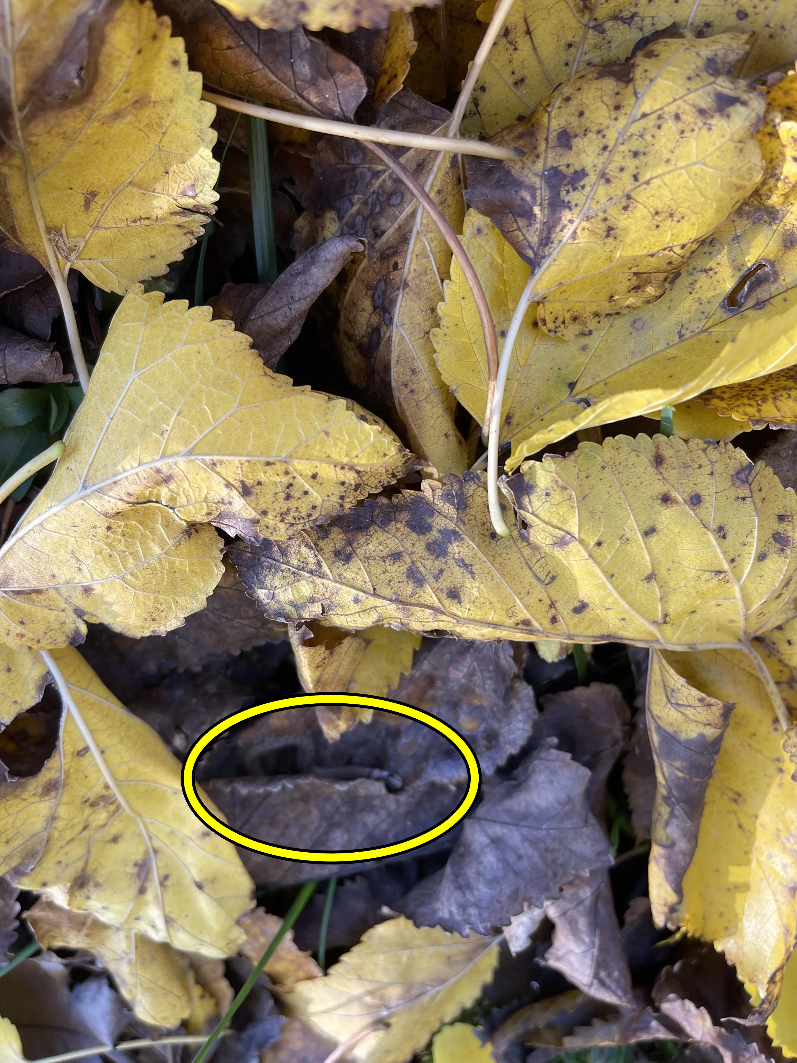 Snake photo