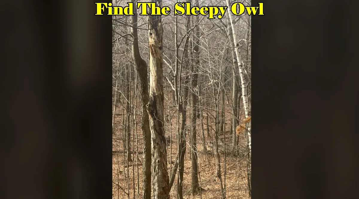 Sleepy Owl 