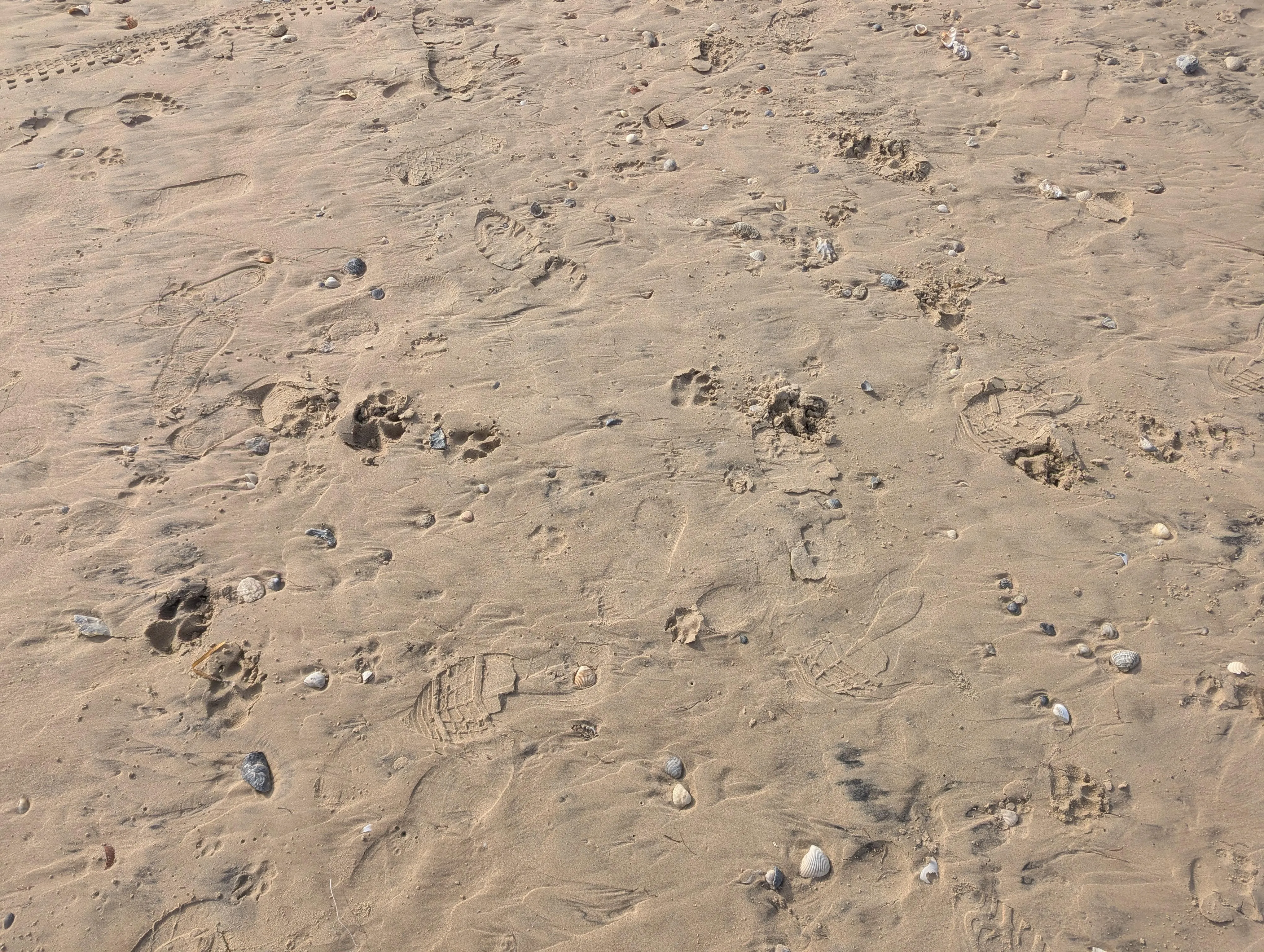 Crab photo