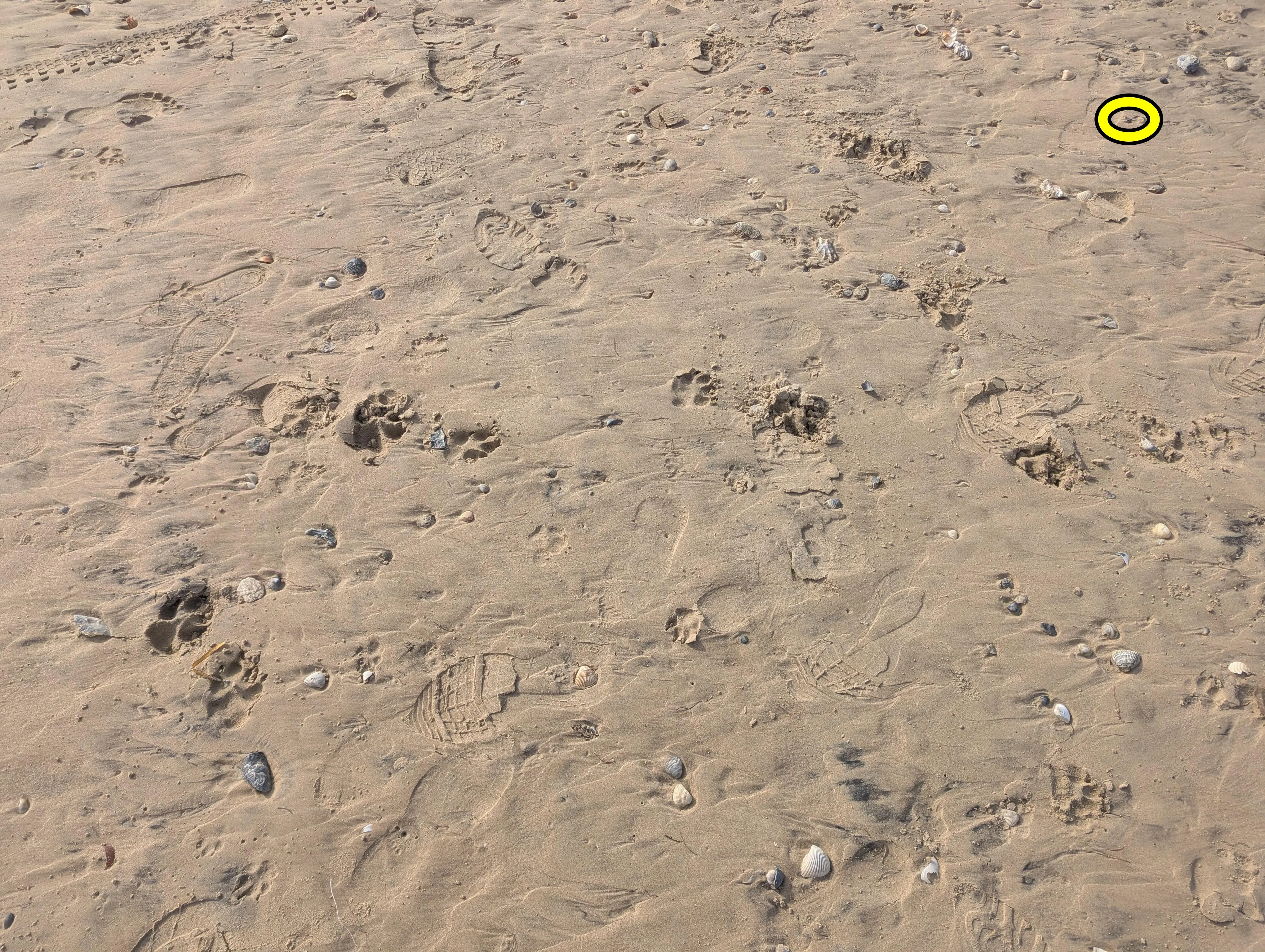 Crab photo