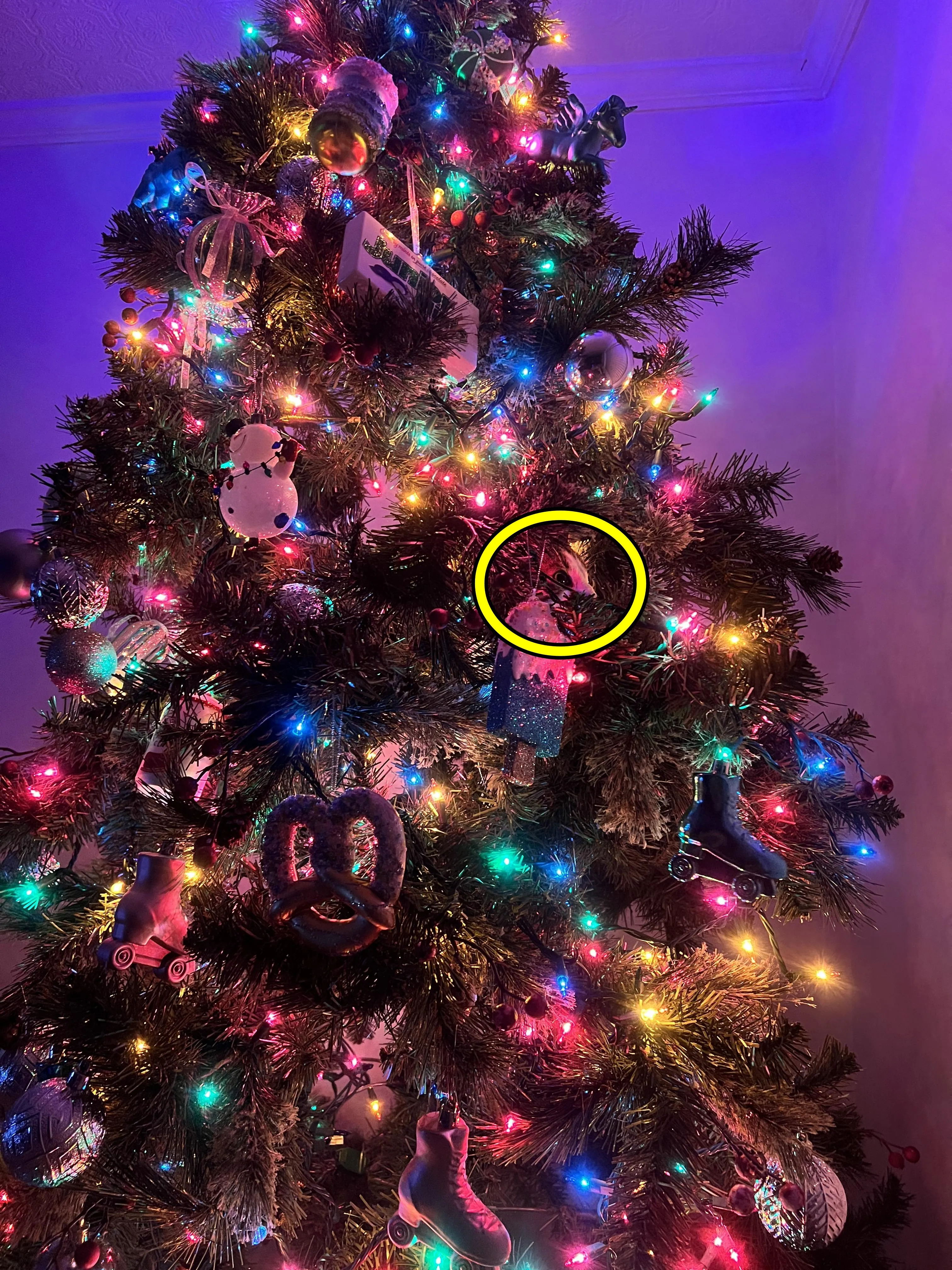 Find The kitten