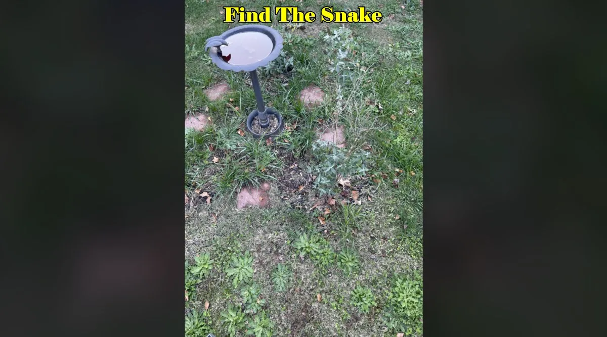Snake grass 1