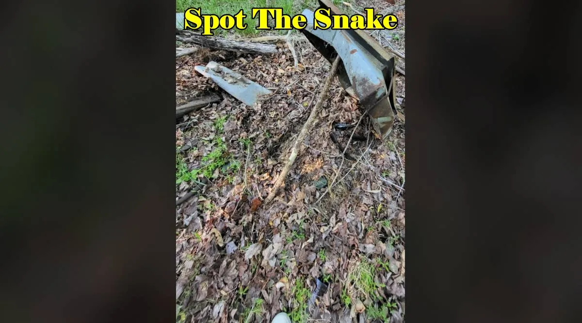 spot the snake dry grass
