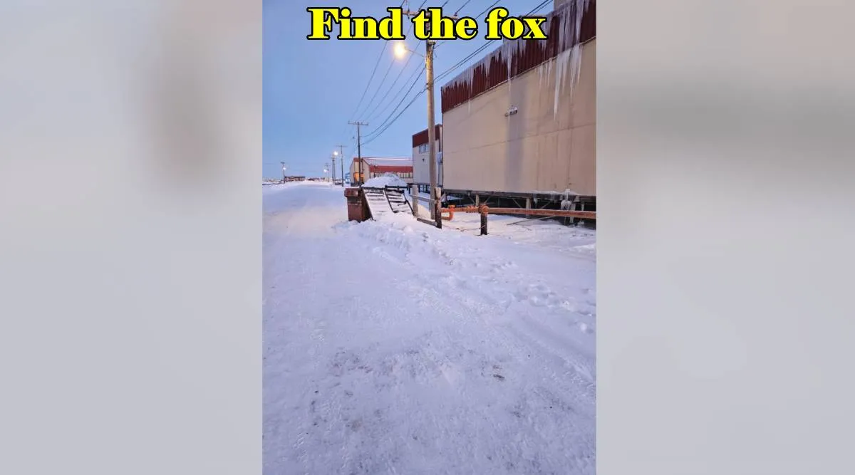 snow fox
