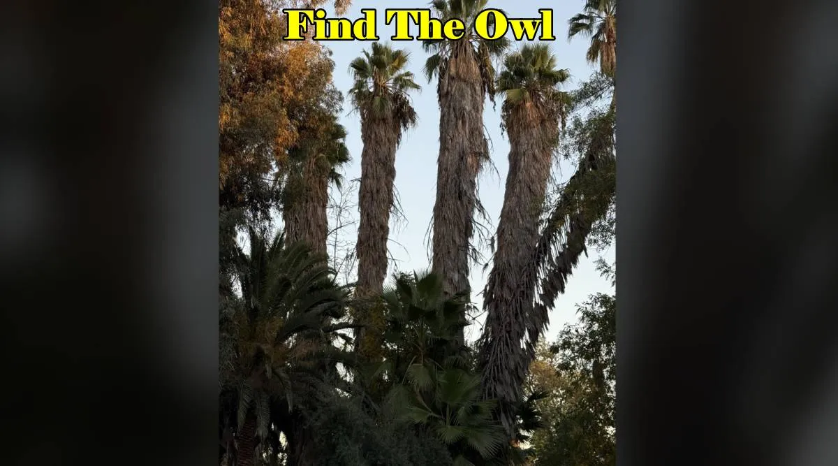 Owl