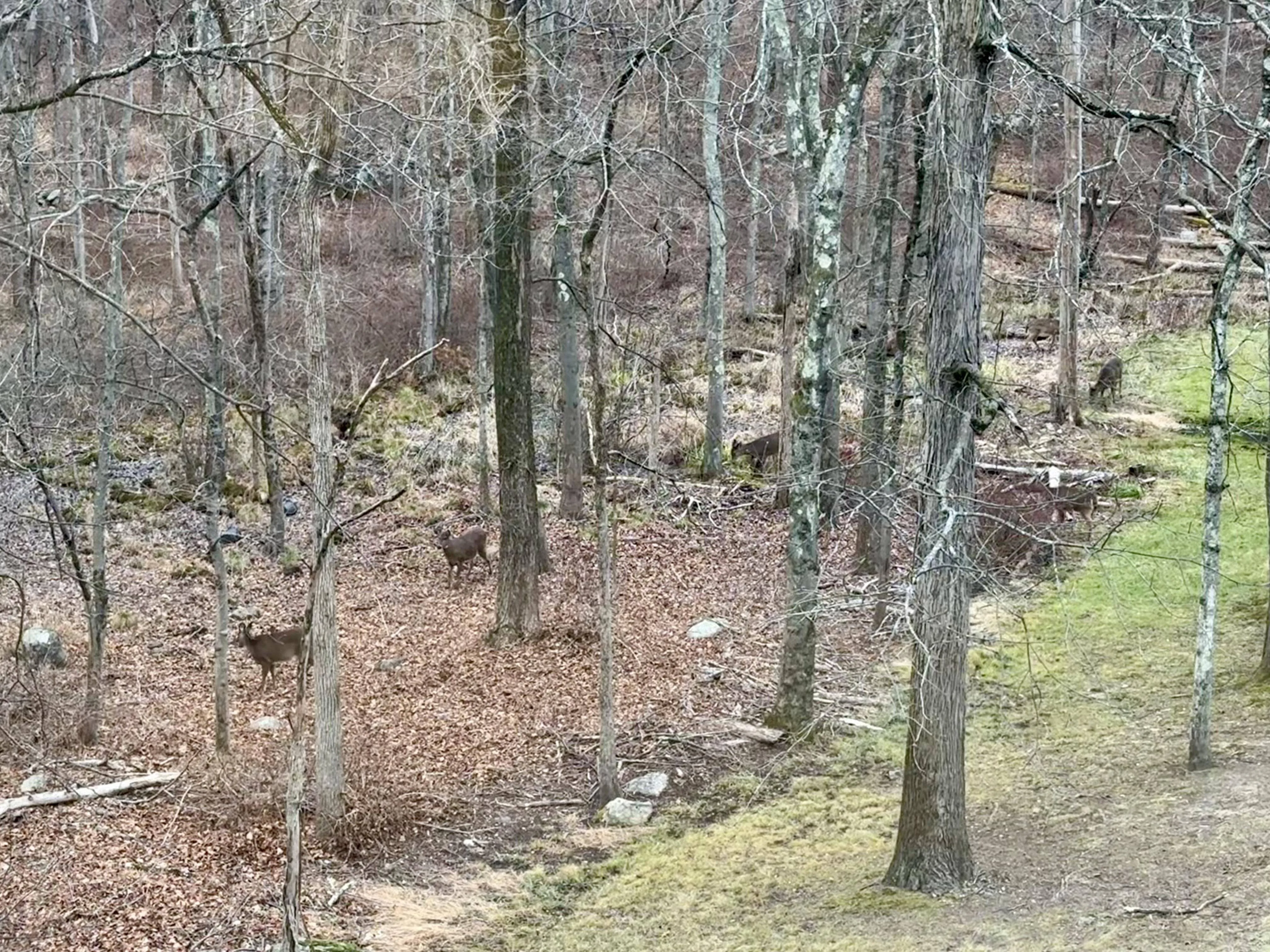 Deer six 