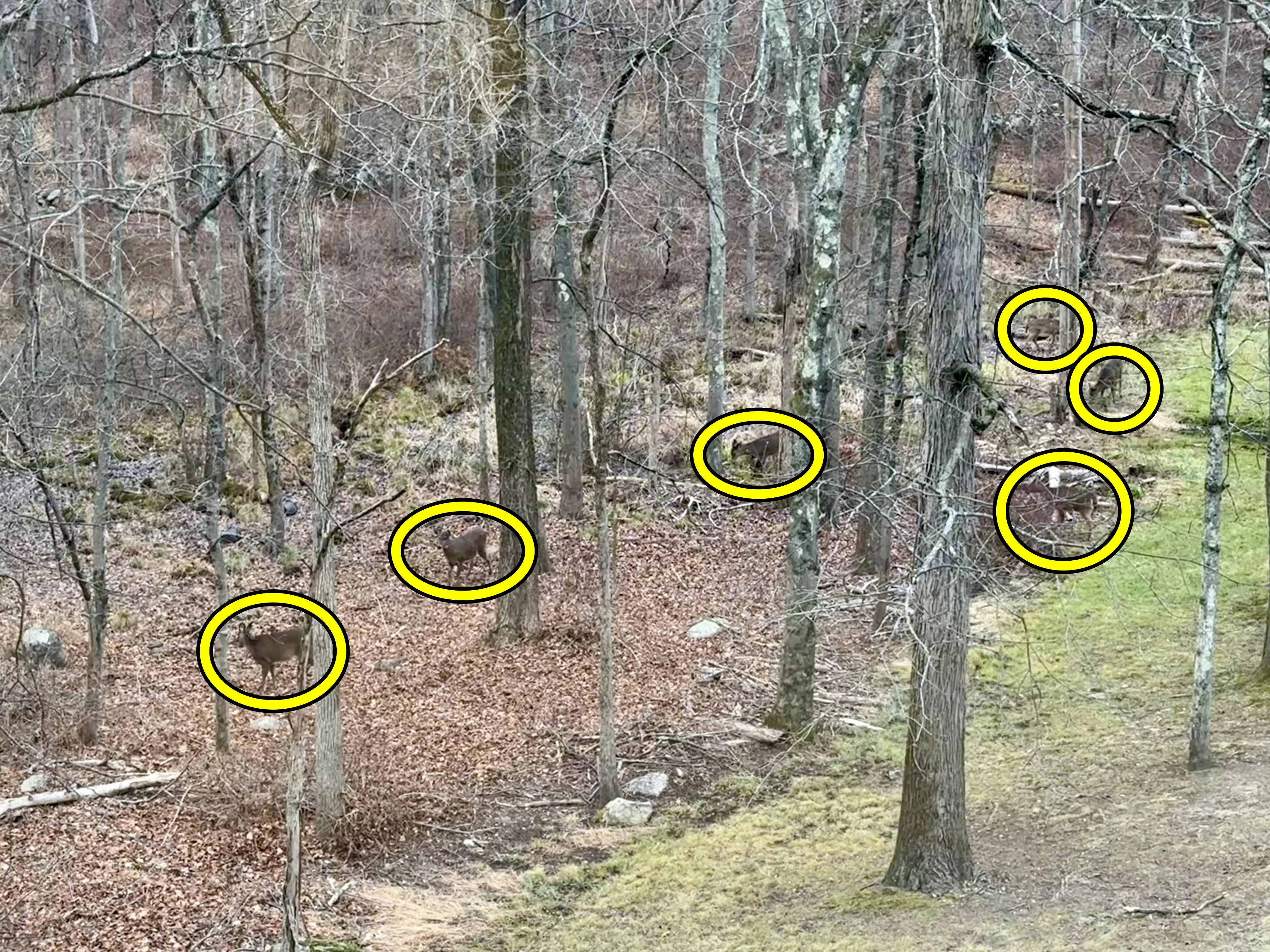 Deer six 