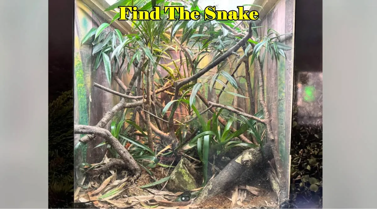 Snake in glass 