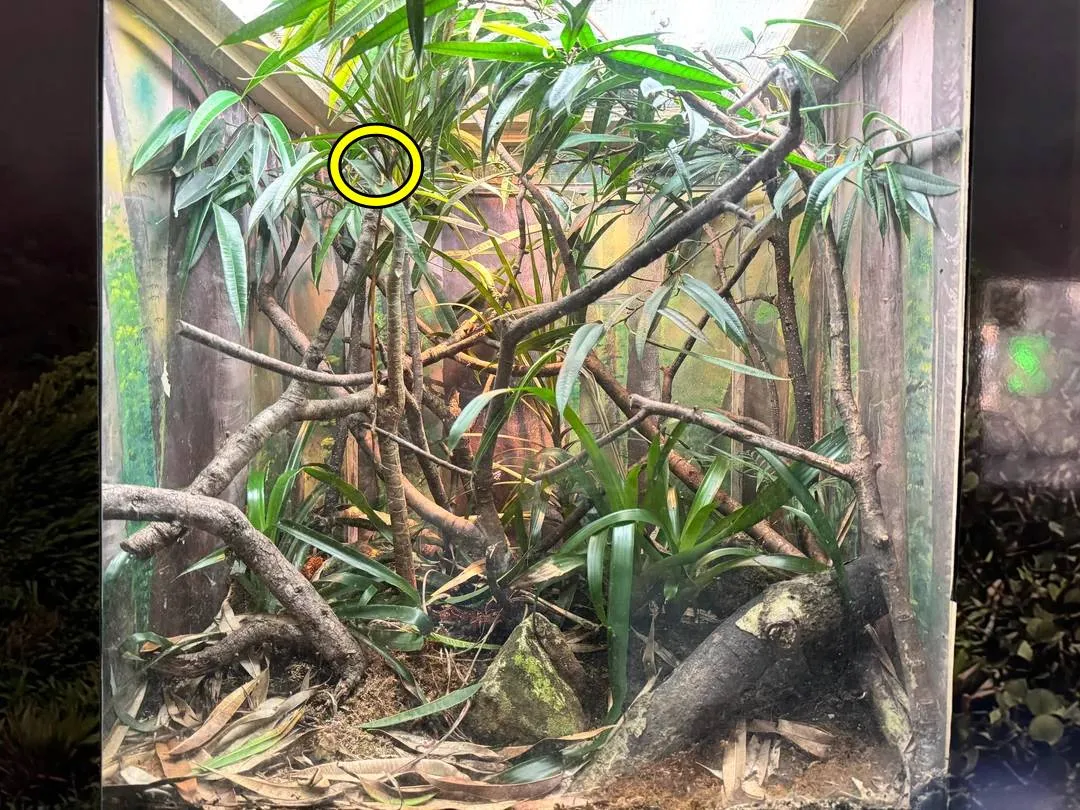 Snake in glass 
