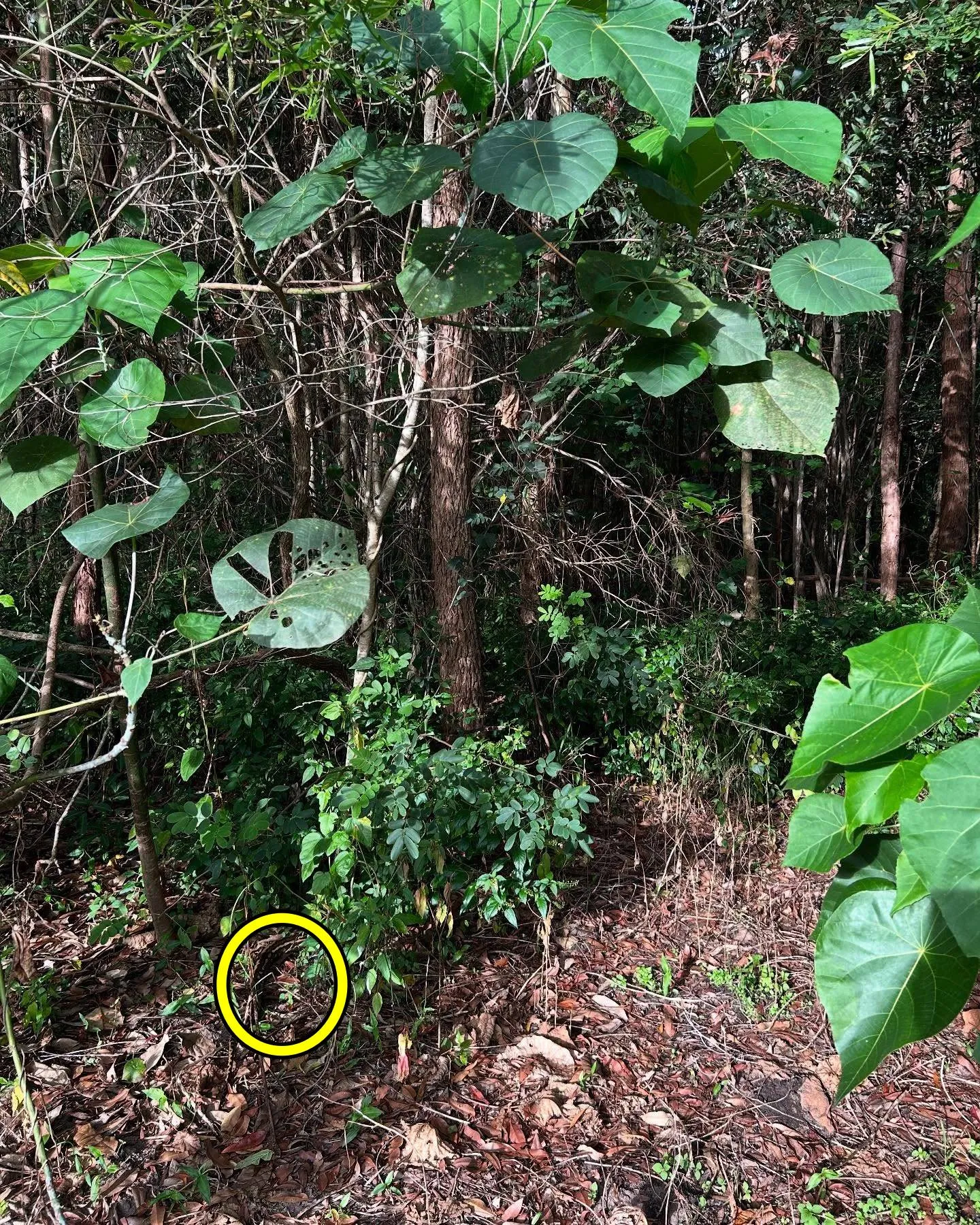 Snake can you find 3