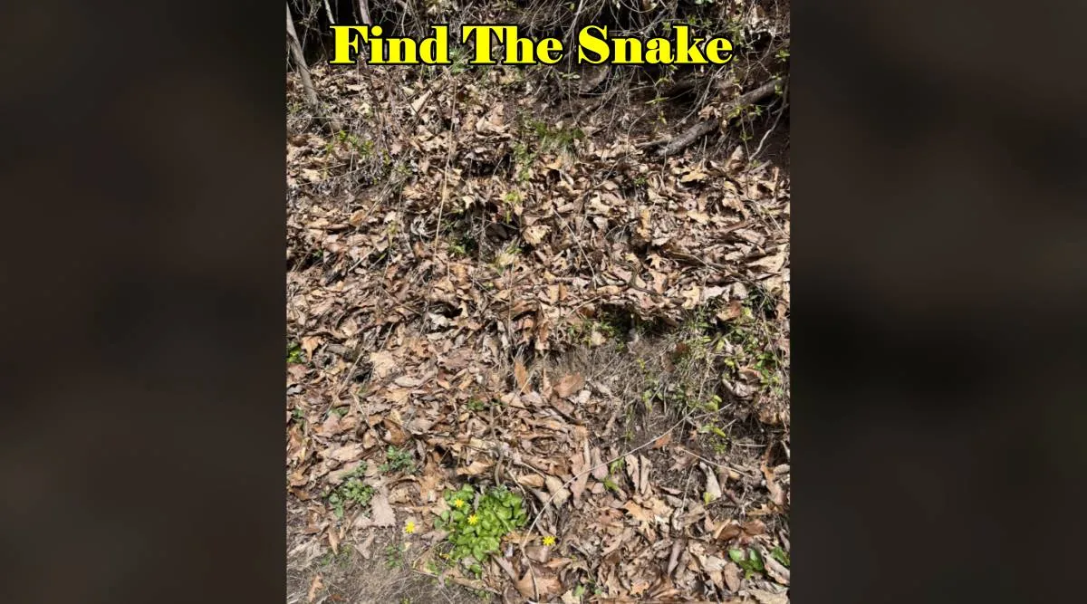 Snake hiding 