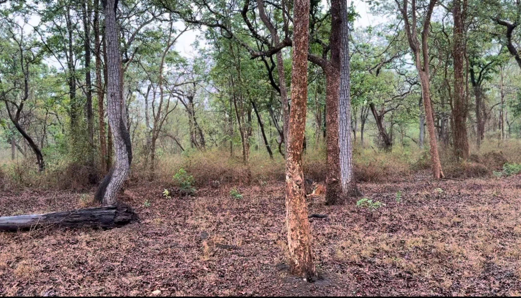 Find The Tiger 3